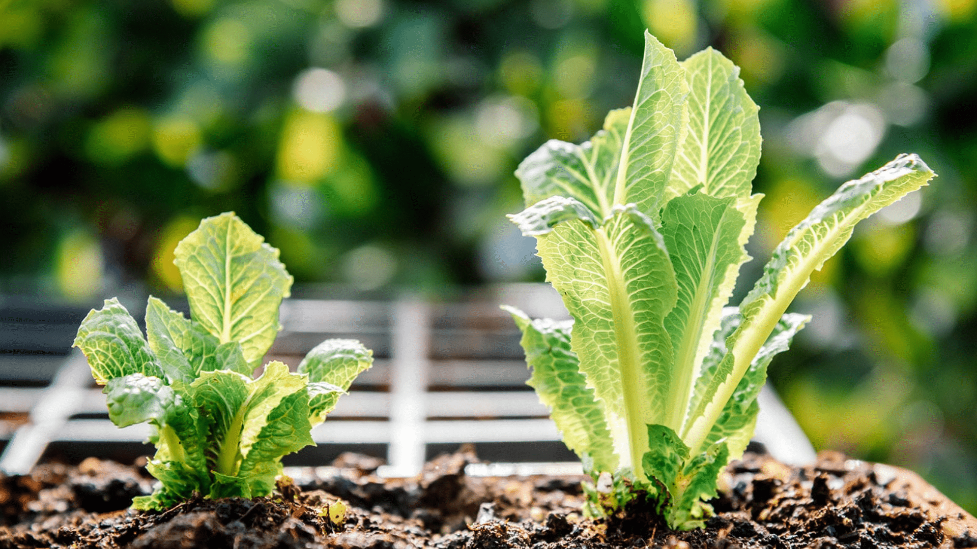 lettuce is a good companion for cucumbers as it provides ground cover