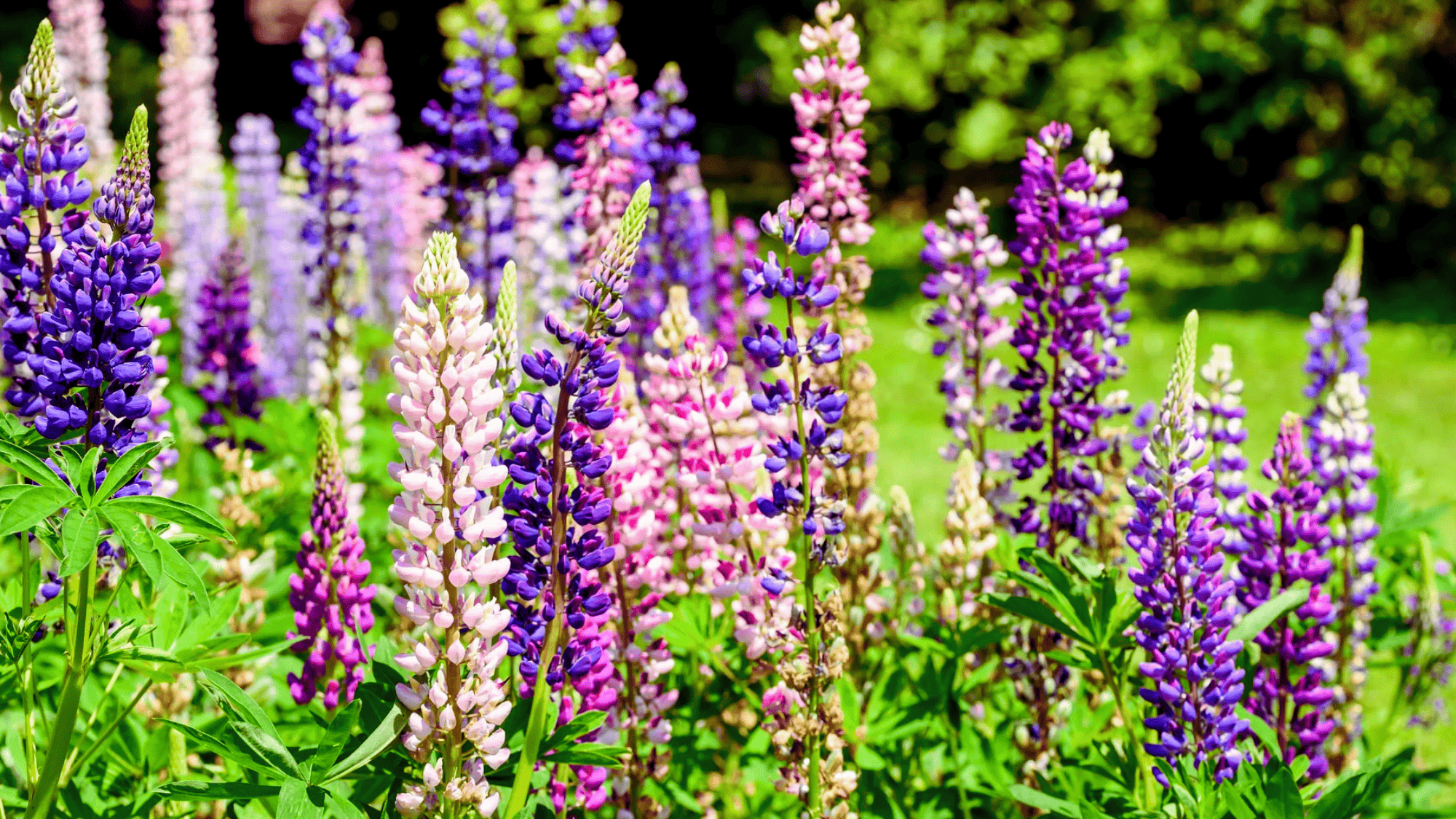 lupine with purple and pink flowers that attract butterflies answering what flowers attract butterflies