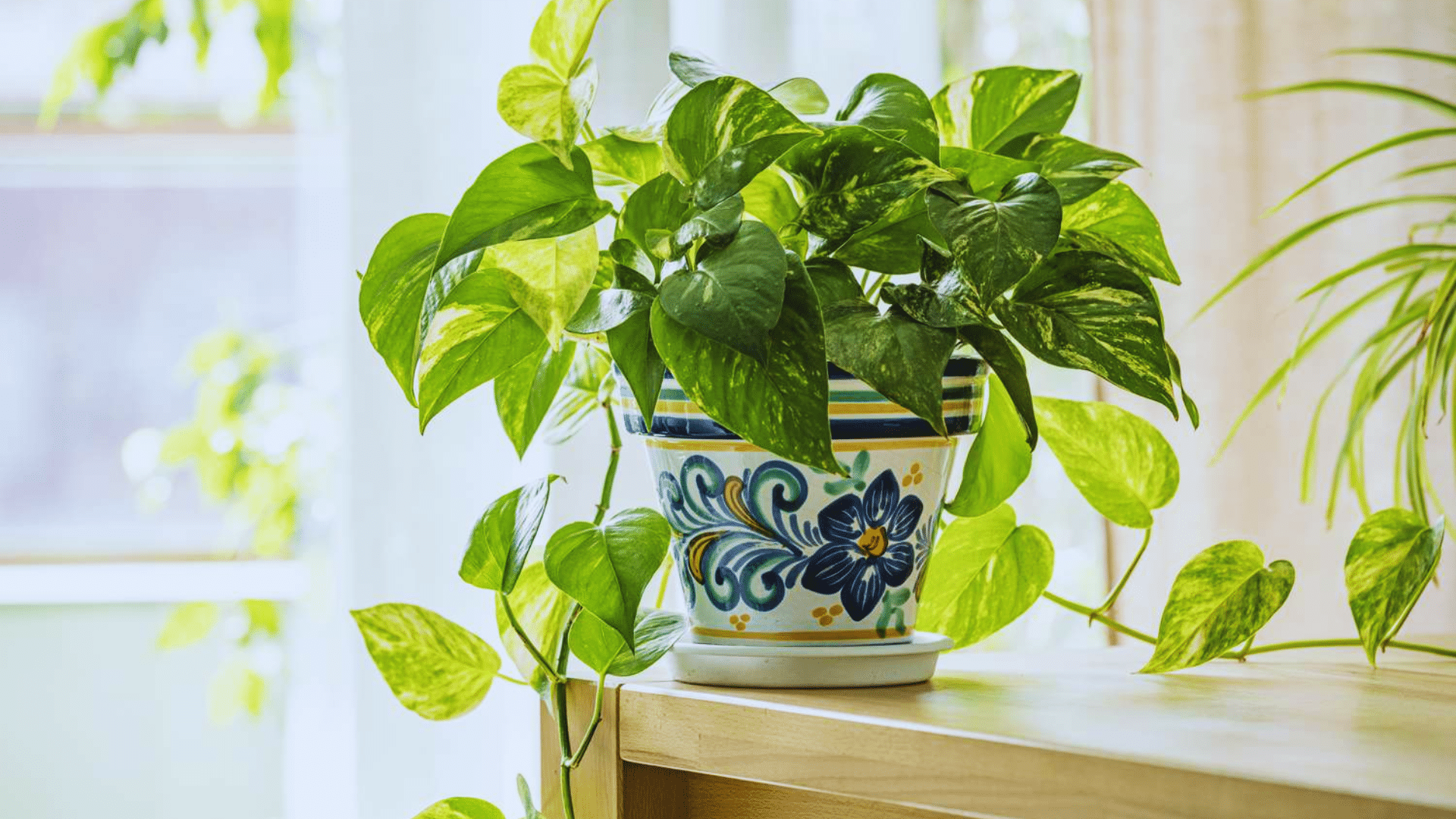 lush pothos trailing from decorative pot versatile shower plants adding vibrant greenery