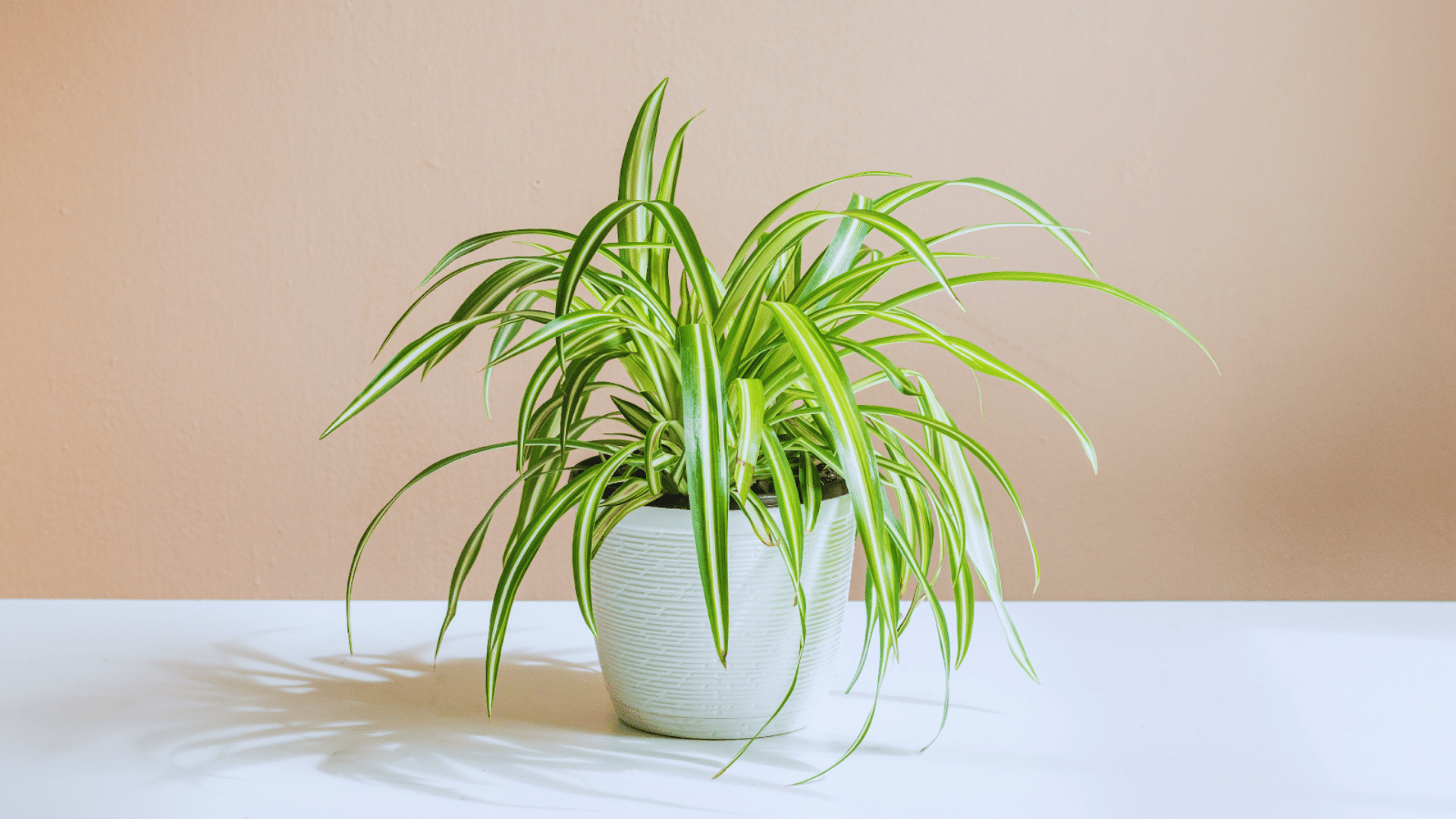 lush spiderplant in white pot with long arching leaves ideal shower plants adding fresh green decor