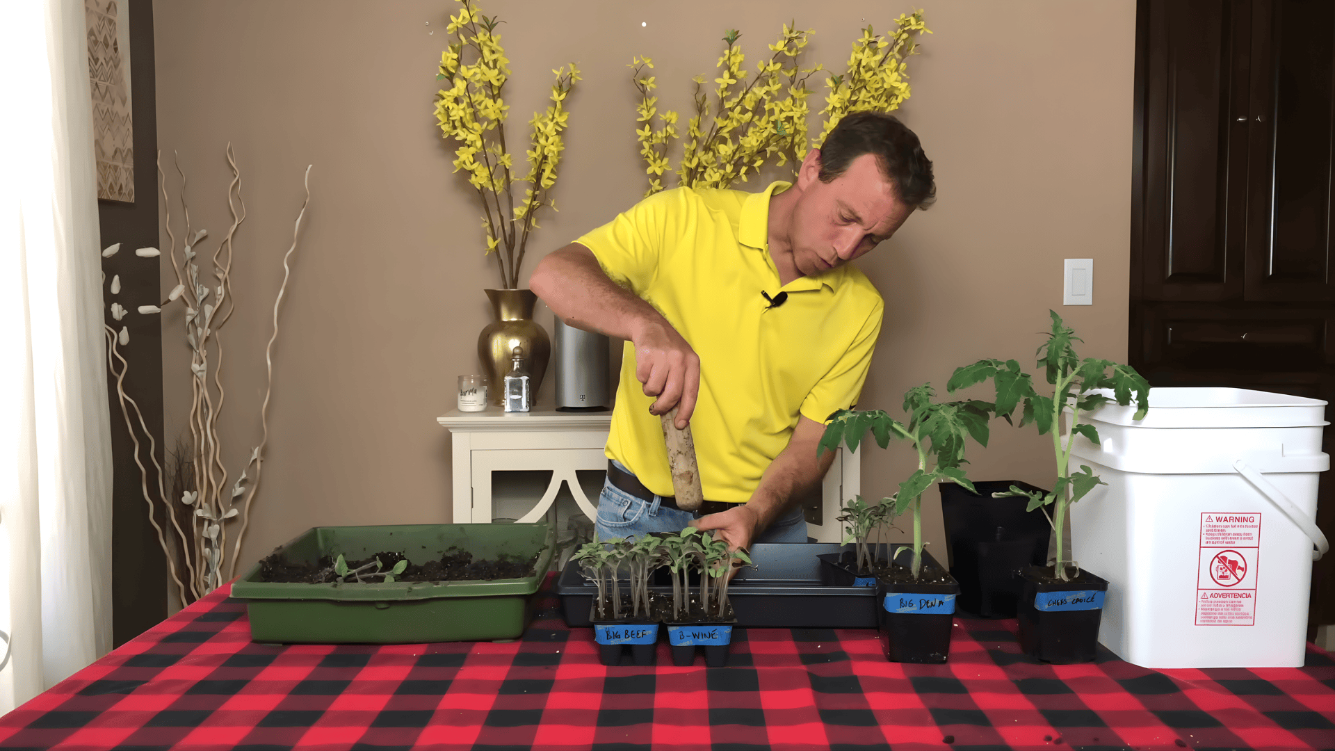 man demonstrating when to transplant tomato seedlings by making holes in soil tray before moving young plants indoors