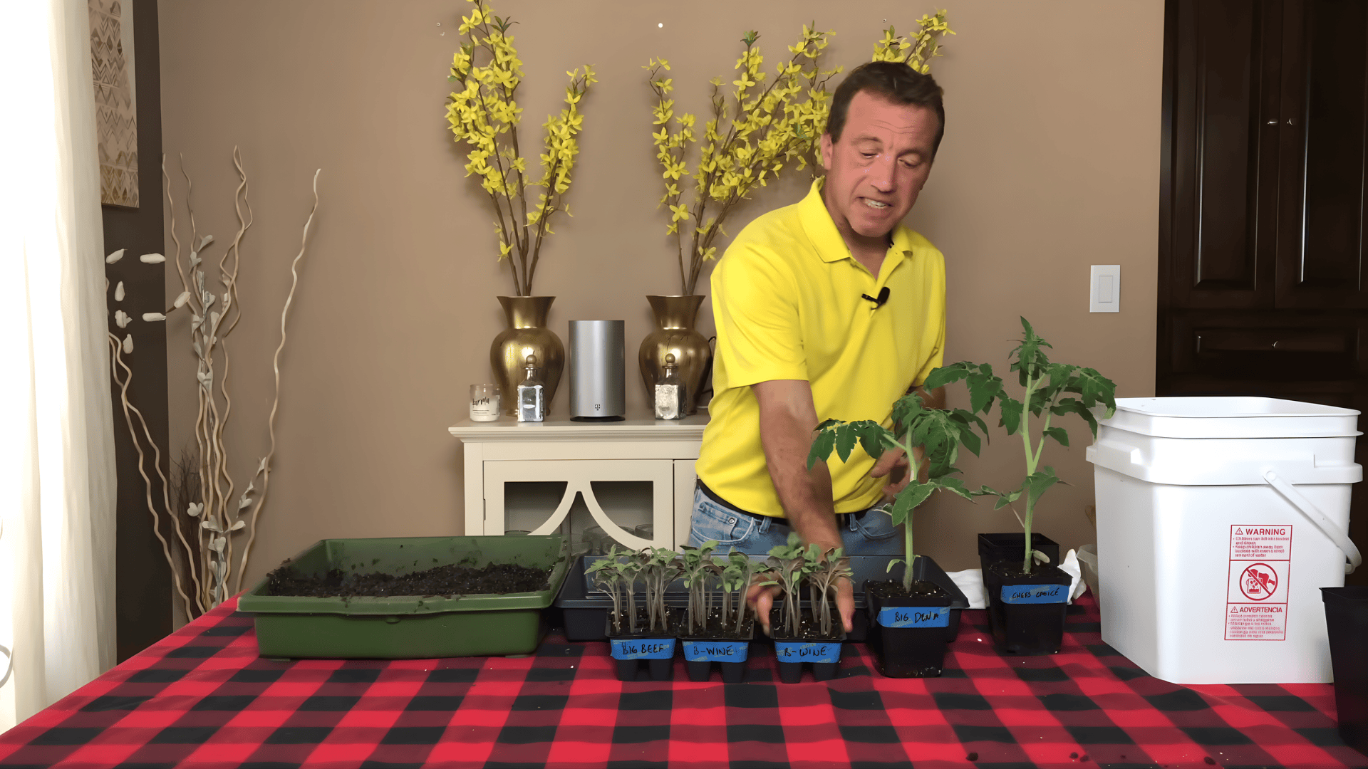 man showing when to transplant tomato seedlings by moving young plants into larger pots on table indoors