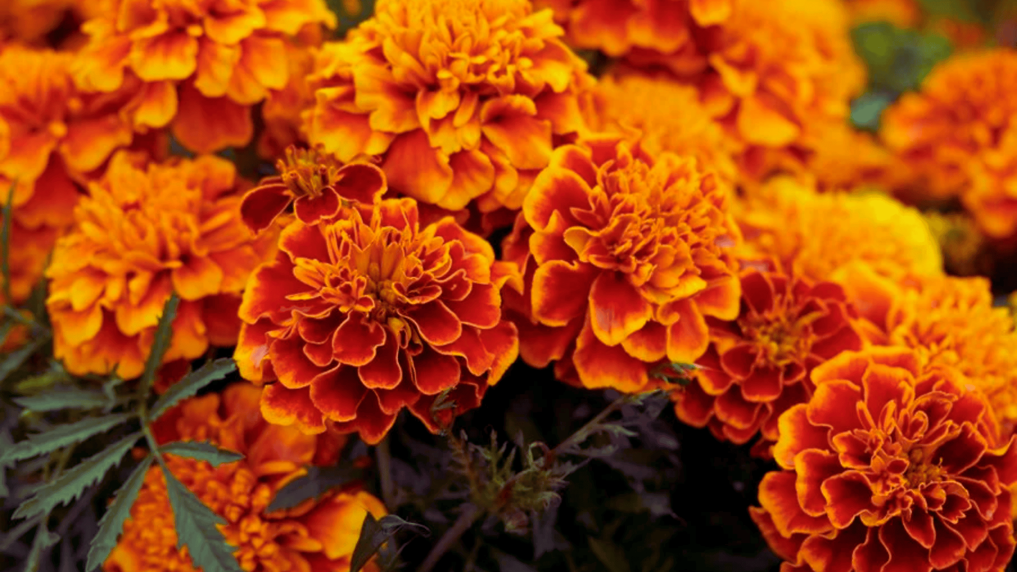 marigold flowers in orange and yellow that attract butterflies answering what flowers attract butterflies