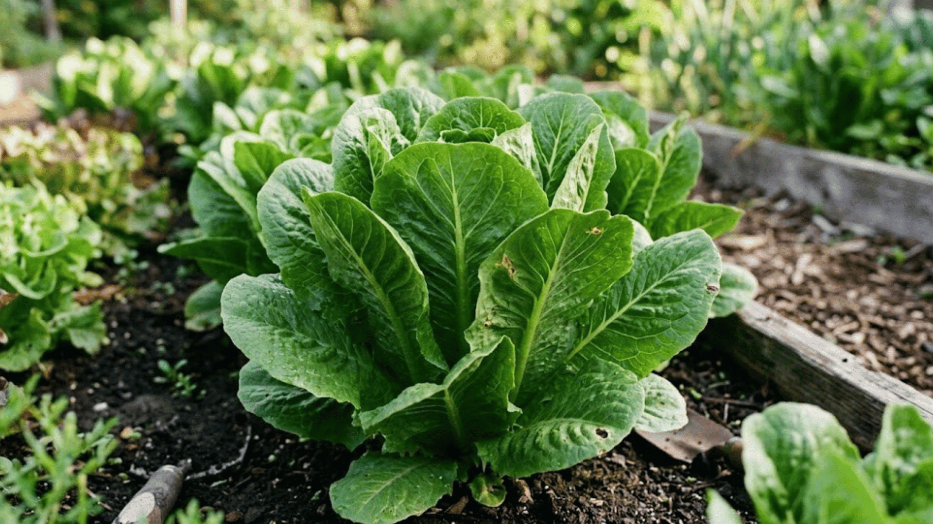 mature green lettuce plant growing in soil bed in garden with leafy rows and natural sunlight