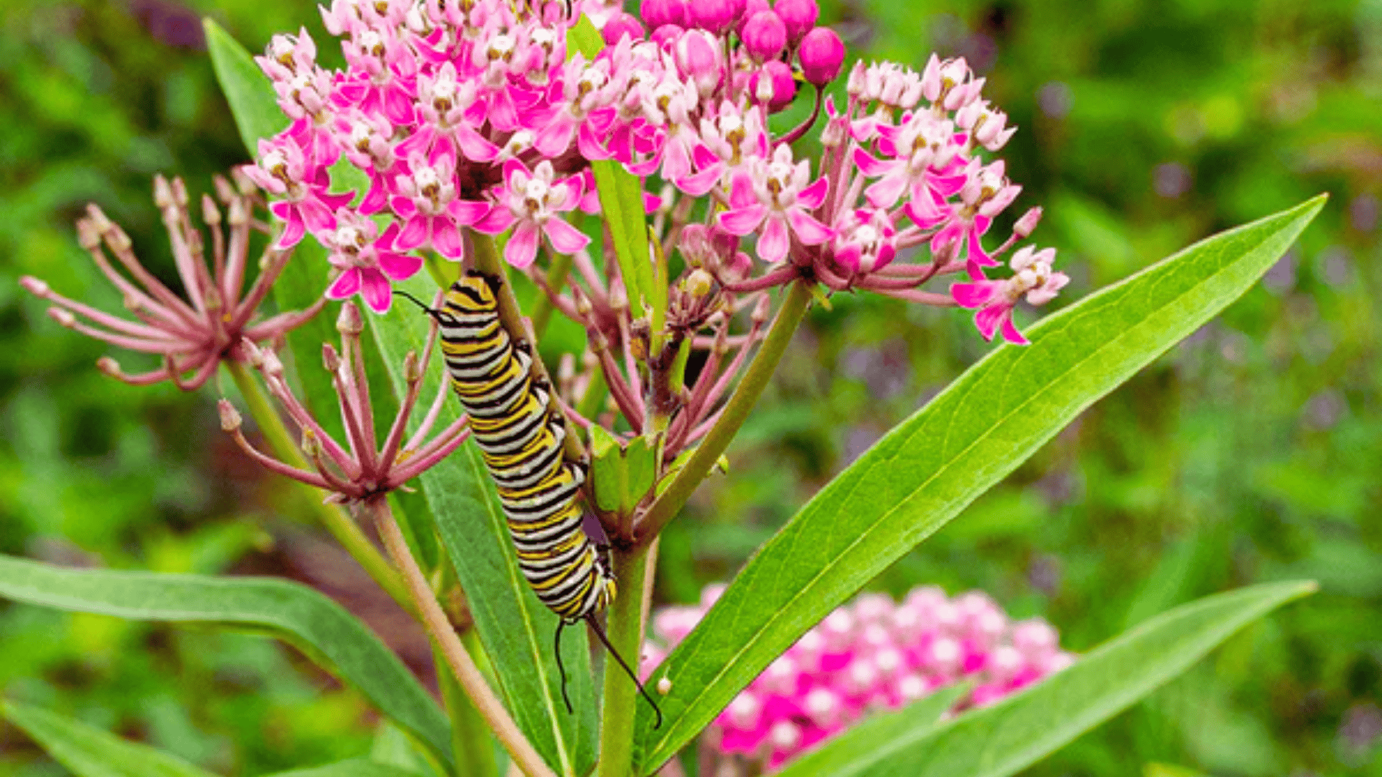 milkweed asclepias with pink flowers attracting butterflies and caterpillars answering what flowers attract butterflies