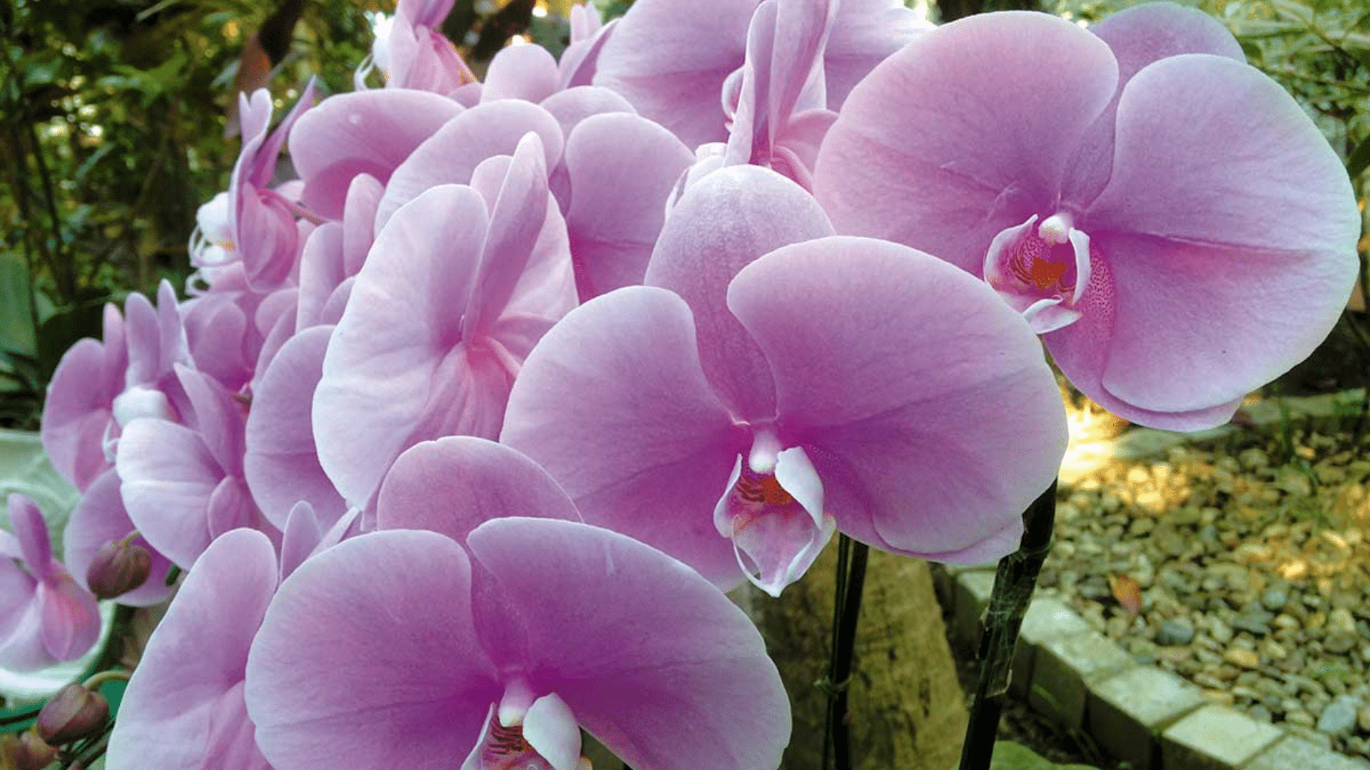 moth orchid with soft pink blooms elegant shower plants adding delicate floral beauty