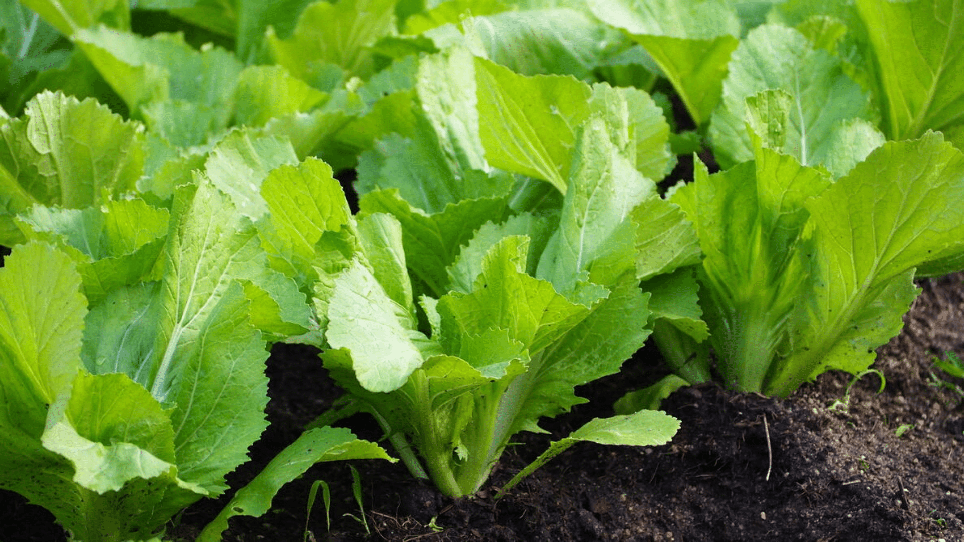 mustard greens are a good companion for cucumbers as they help deter pests