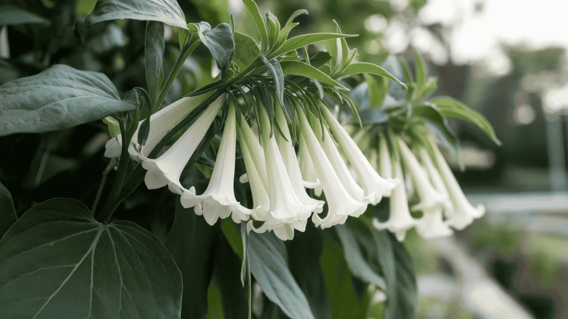 nicotiana flowers with white tubular blooms opening at night, releasing a sweet scent