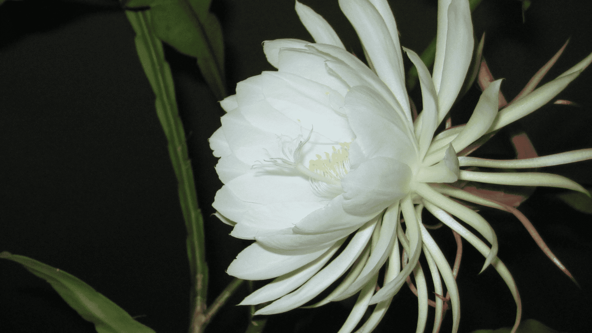 night blooming cereus flowers with large white blooms opening at night on a cactus plant