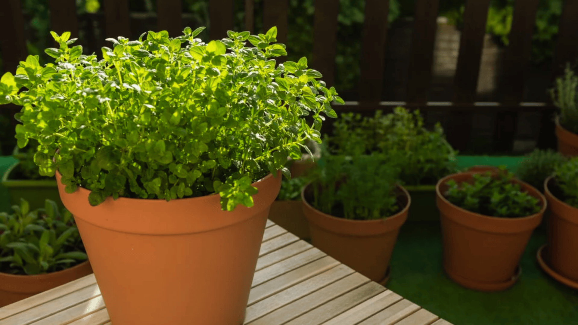oregano herb growing in a terracotta pot on a wooden table with other potted herbs in background