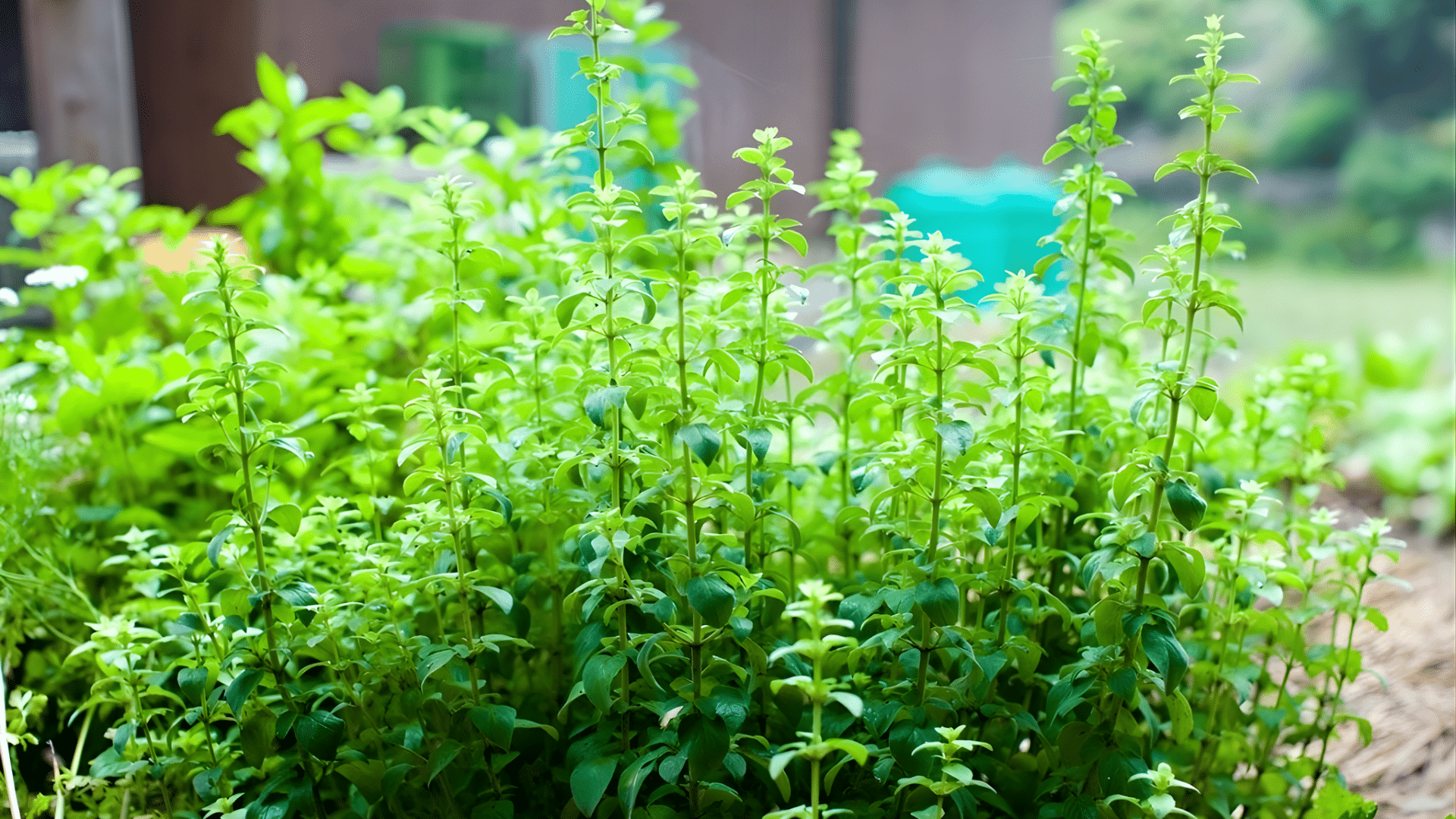 oregano is a great companion for cucumbers as it helps repel pests
