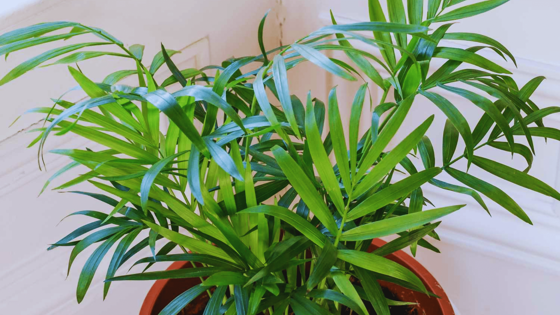 parlor palm with slender arching fronds elegant shower plants creating tropical greenery