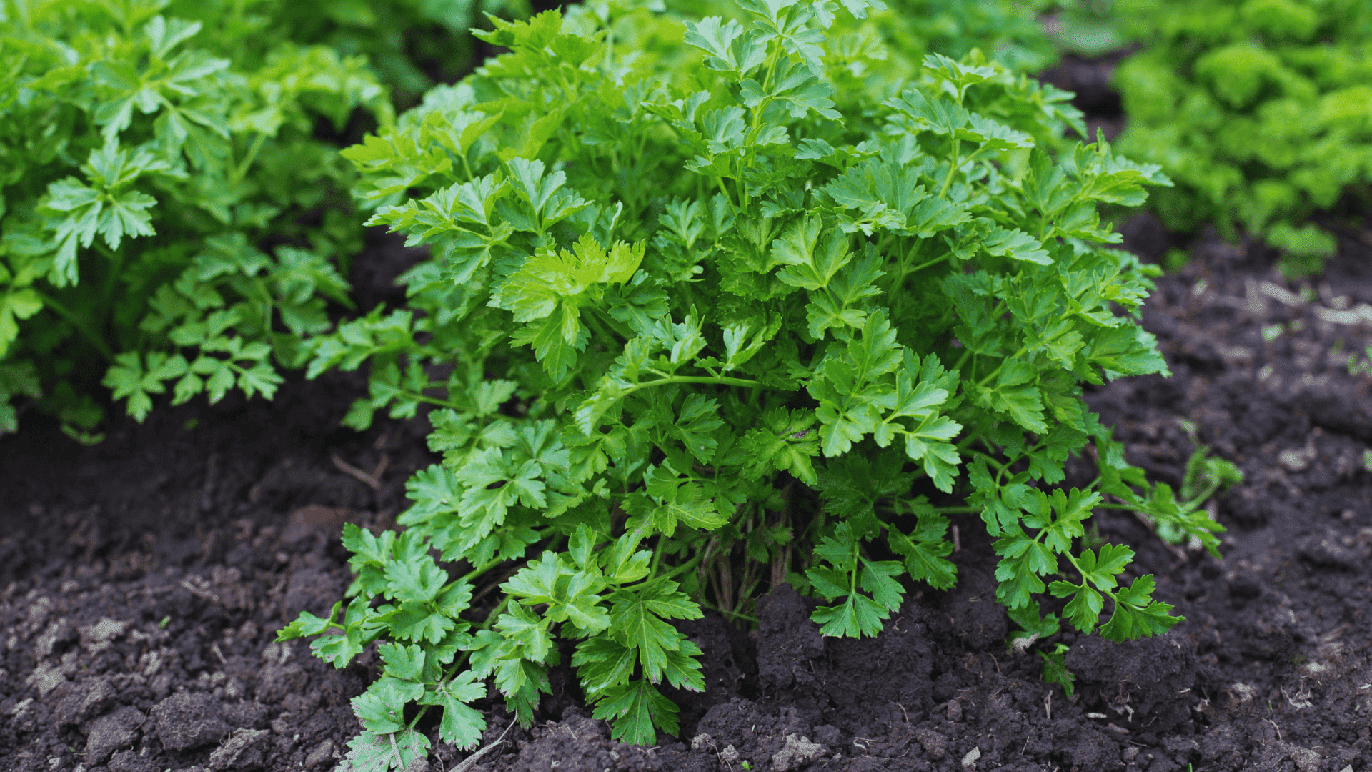 parsley plant growing in garden soil with fresh green leaves