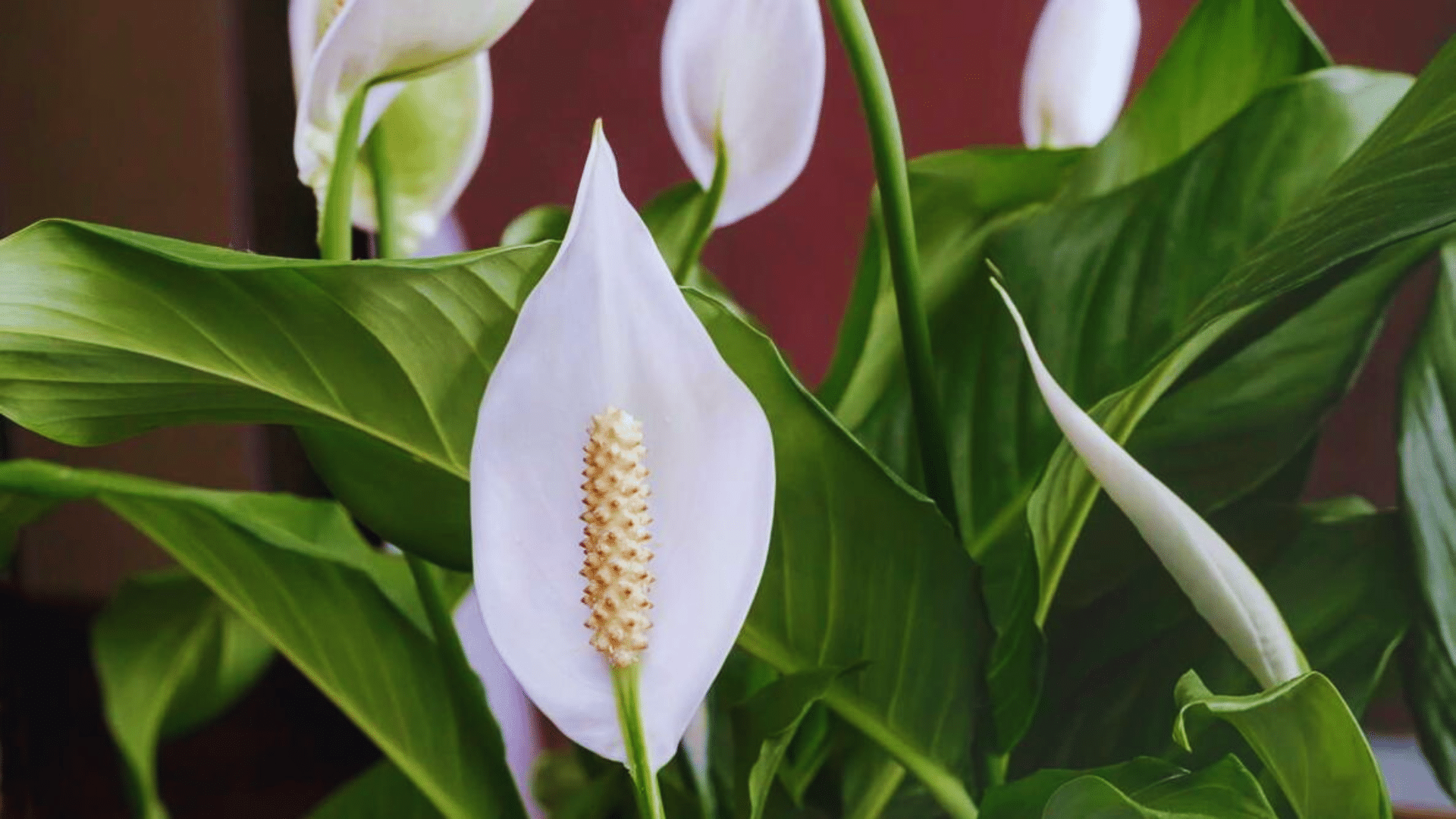 peace lily with white bloom and glossy leaves popular shower plants