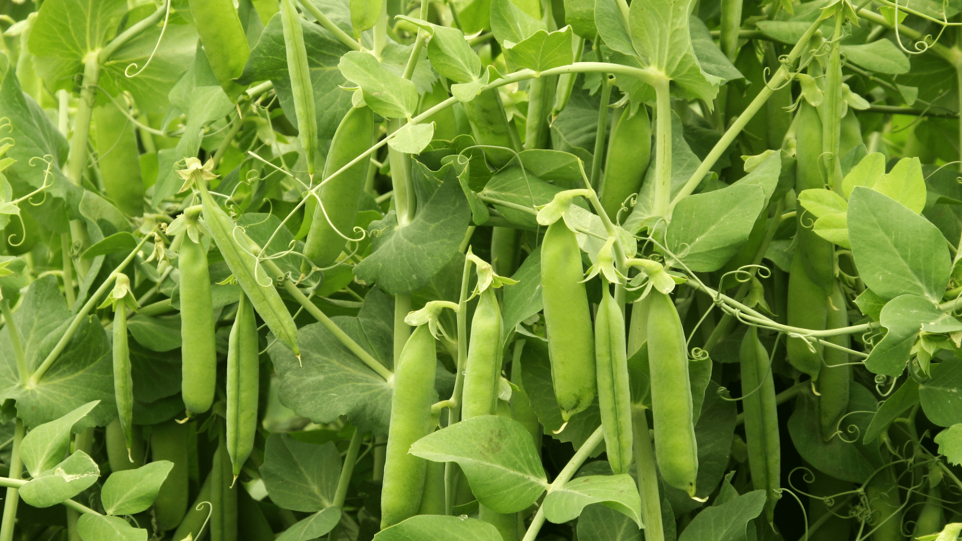 peas are a good companion for cucumbers as they fix nitrogen in the soil