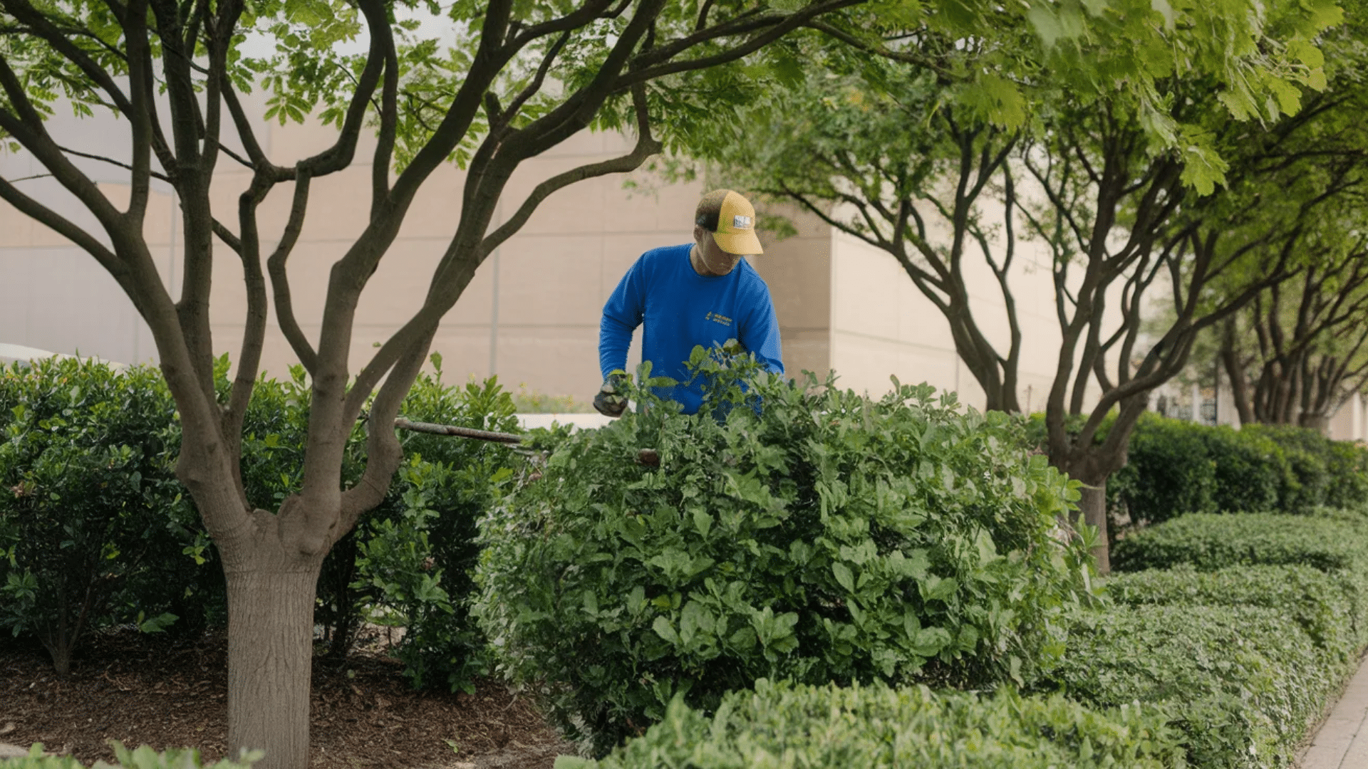 person trimming bushes to reduce bird hiding spots