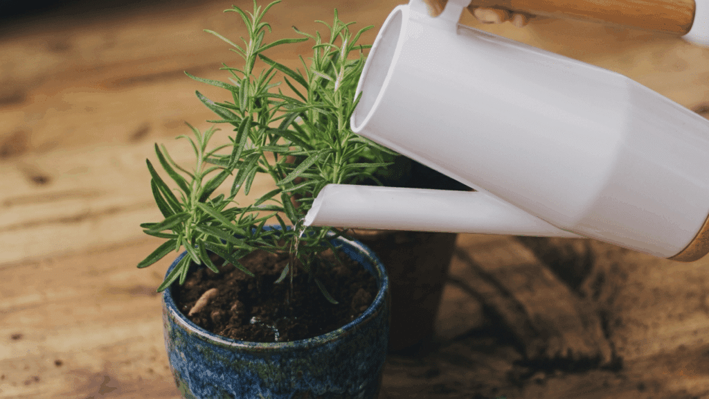 person watering a fresh rosemary plant growing in a ceramic pot indoors showing how to grow a rosemary plant