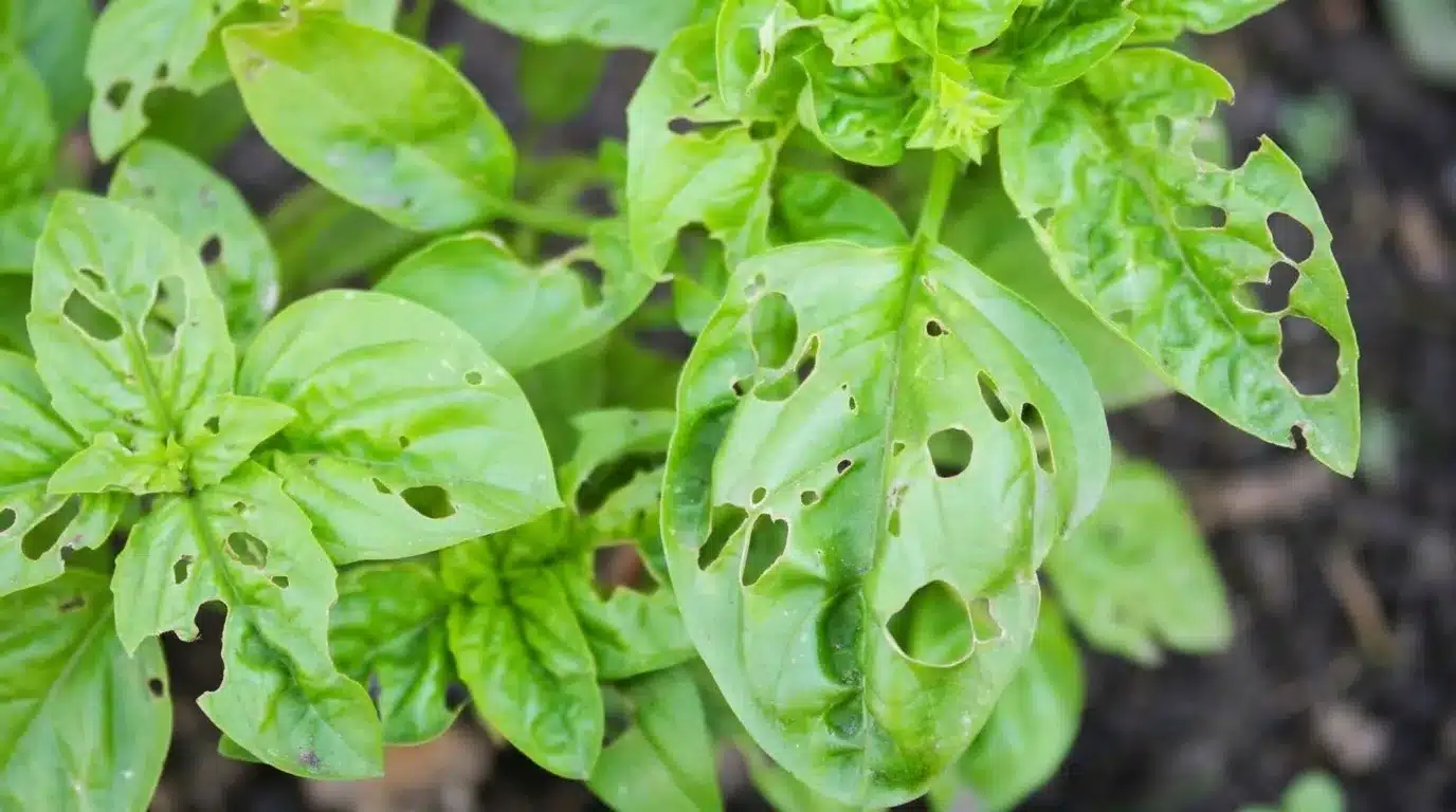 pests-and-diseases-that-attack-basil