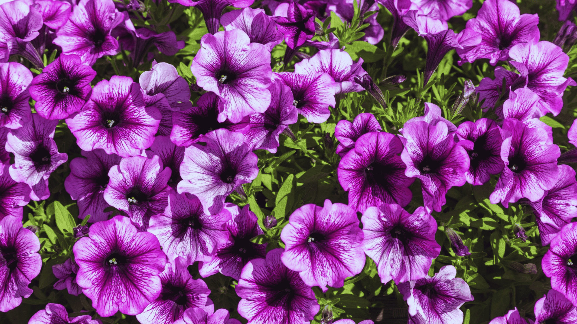 petunia with purple flowers that attract butterflies answering what flowers attract butterflies