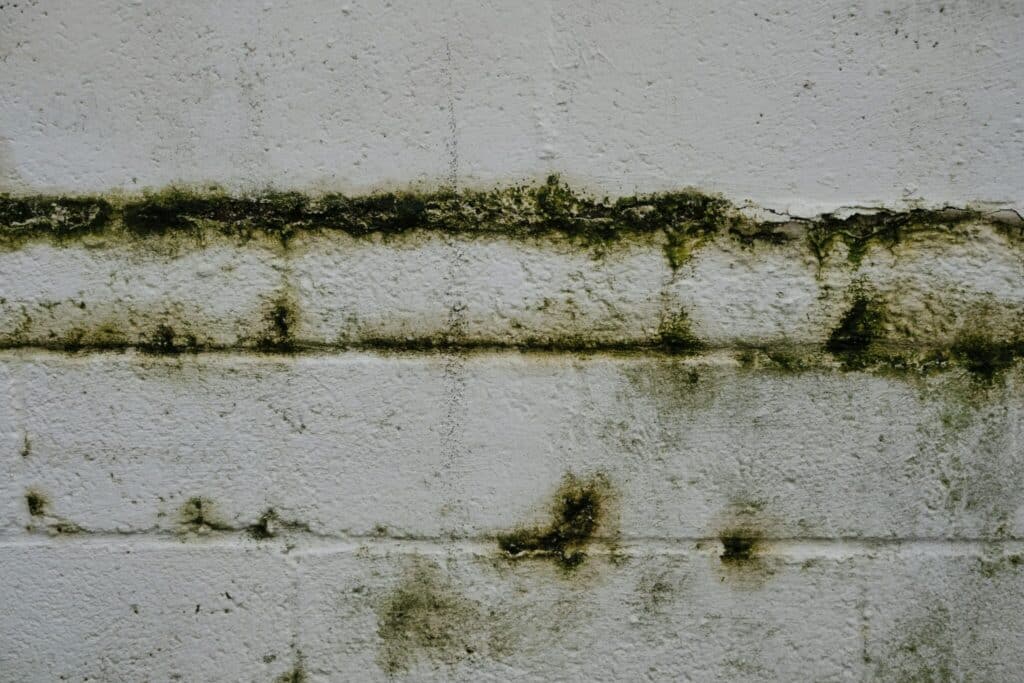 Mold or Mildew Growth
