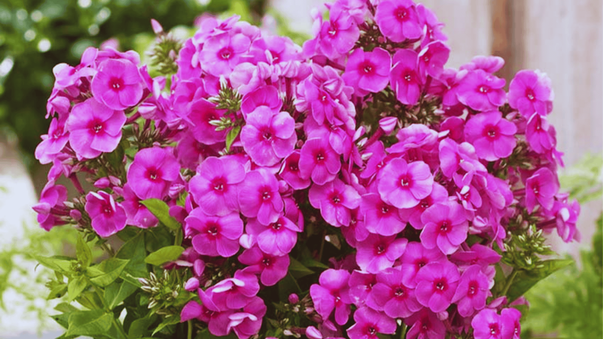 phlox flowers with bright pink petals that attract butterflies answering what flowers attract butterflies