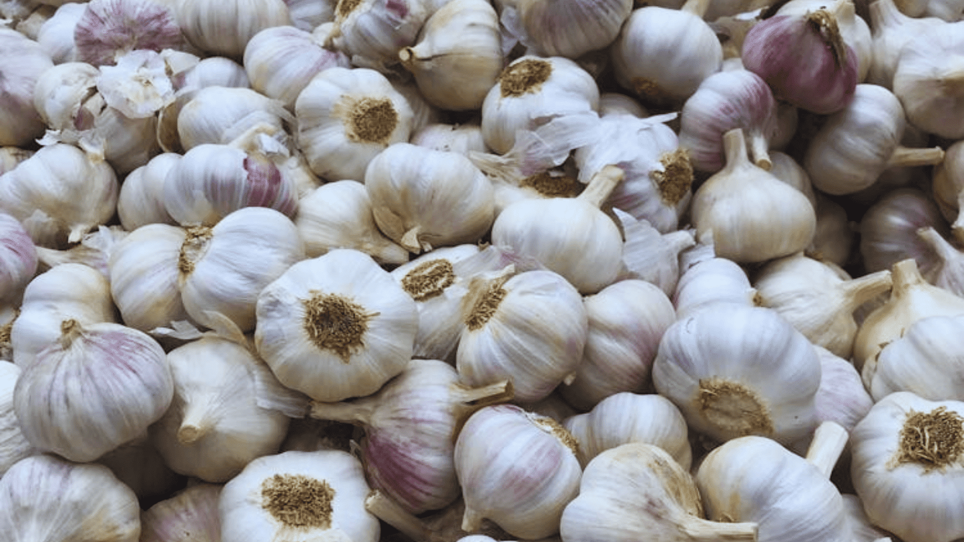 pile of fresh garlic bulbs with white and purple skins
