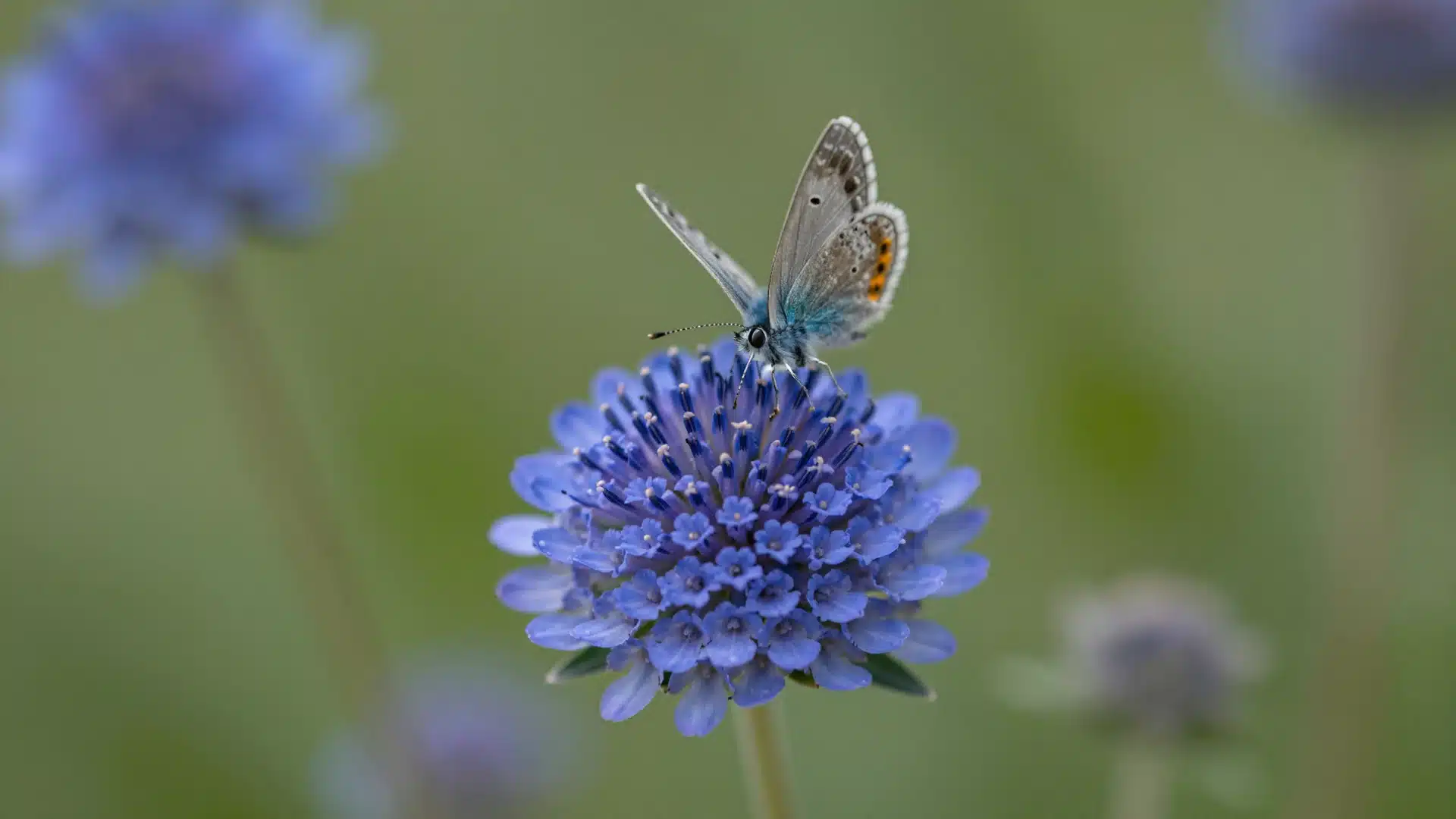 pincushion-flower