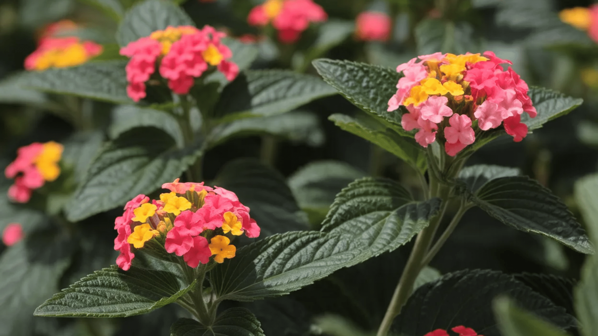 pink and yellow lantana flower clusters with green leaves example of what flowers attract butterflies in gardens