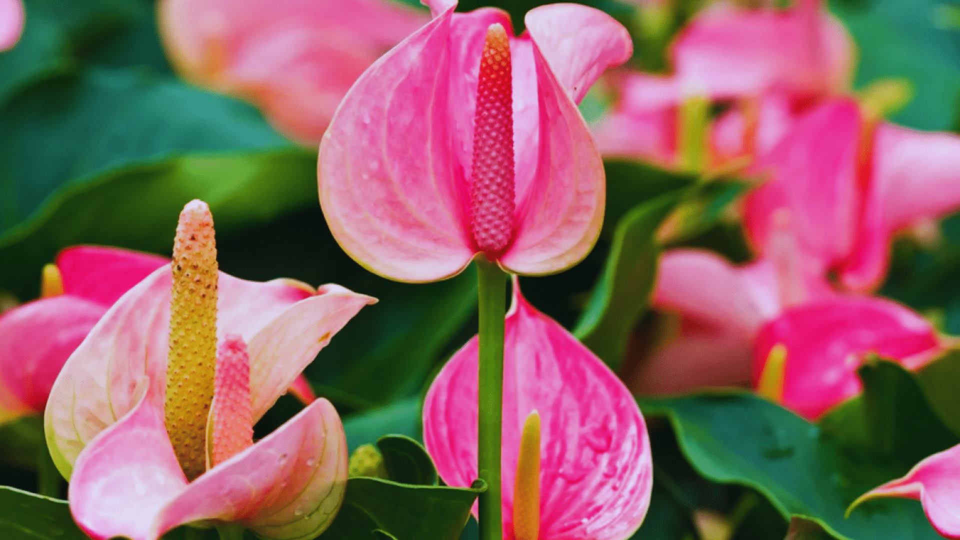 pink anthurium with glossy heart shaped blooms tropical