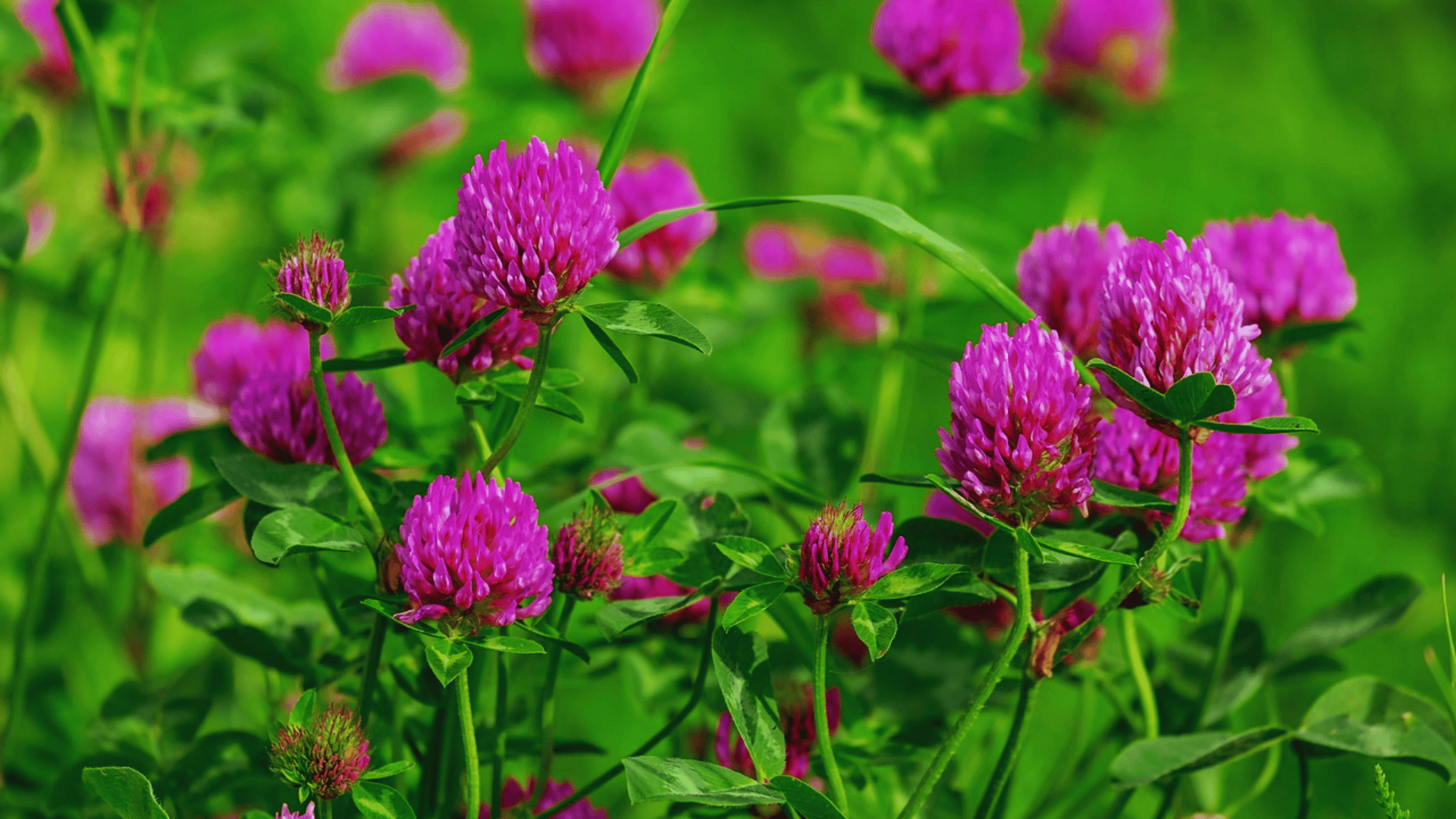 pink clover flowers in a field with green background