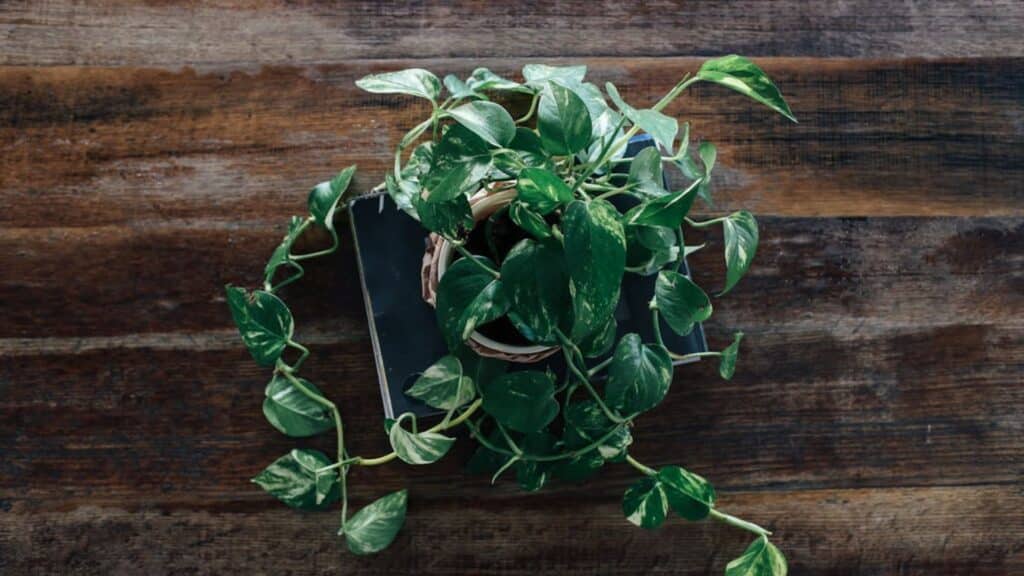 pothos plant care showing healthy trailing pothos in pot on wooden surface with vibrant green leaves