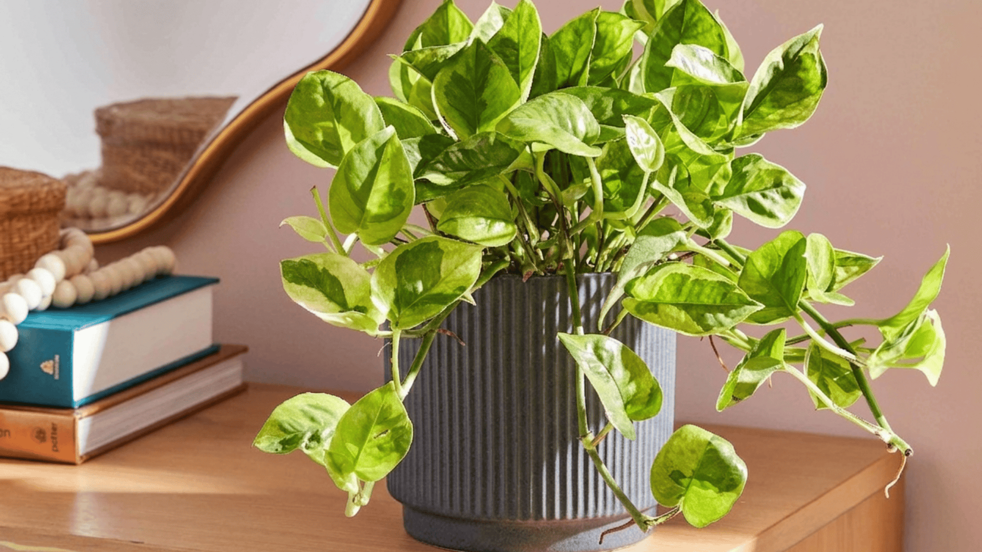 pothos plant in gray pot on wooden table near books and mirror with bright natural light showing healthy green leaves