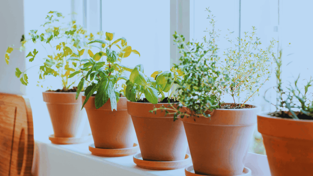 potted kitchen herbs growing on a sunny windowsill in small terracotta pots