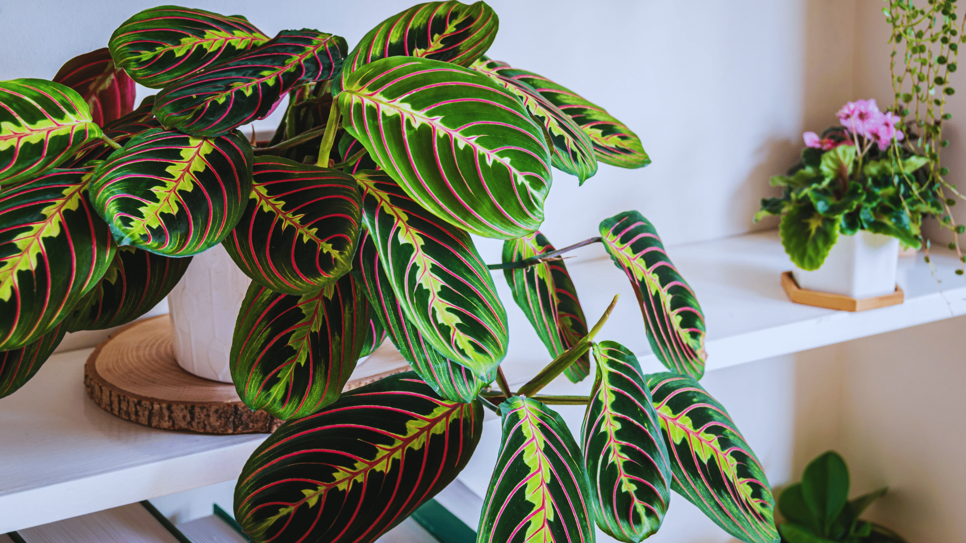 prayer plant with bold striped leaves decorative shower plants