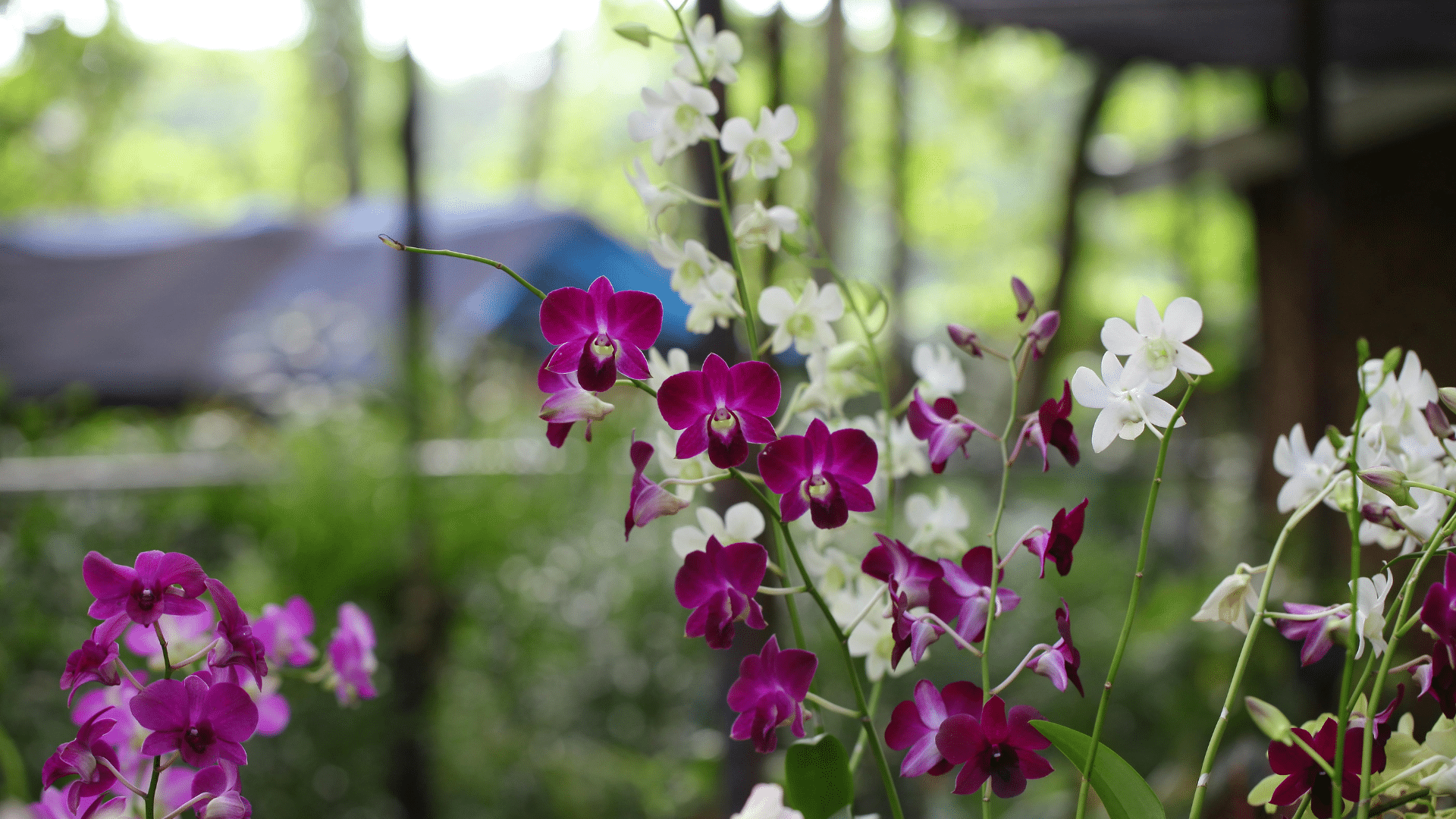 purple and white orchids growing on stems inside a greenhouse with soft light