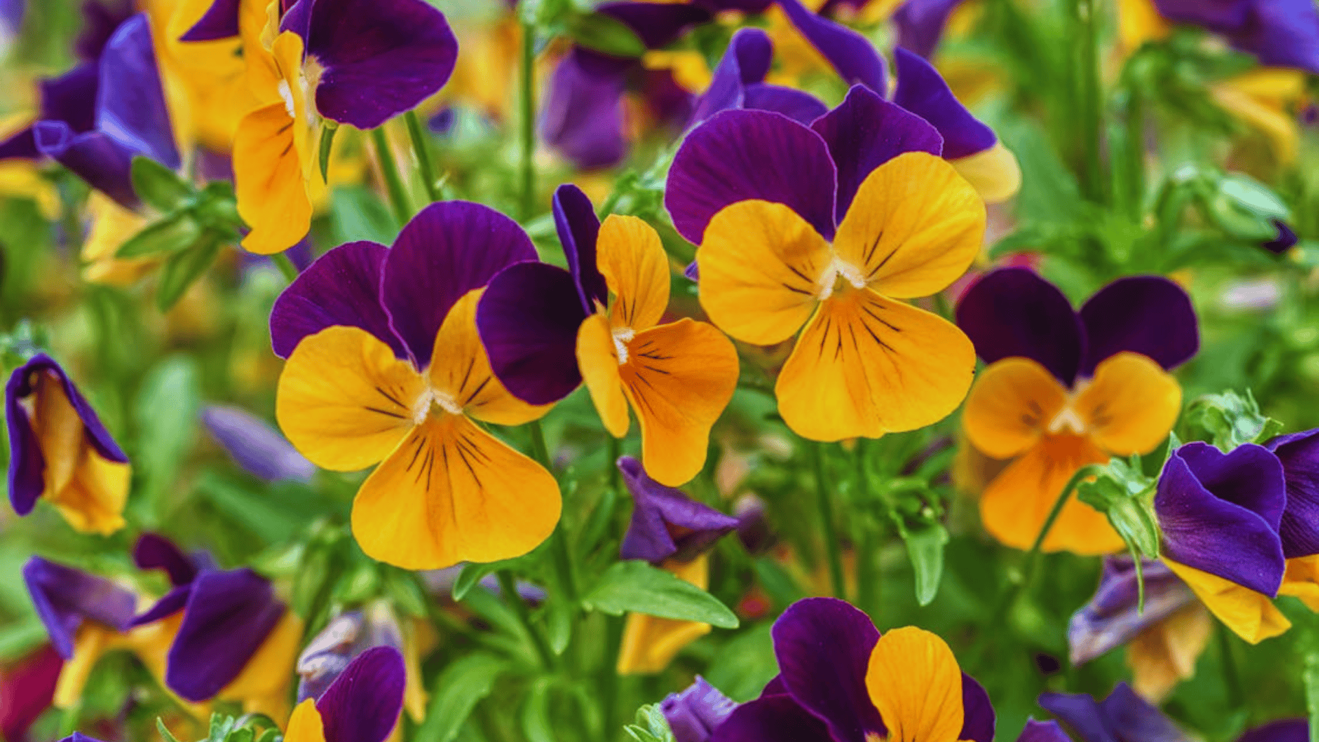 purple and yellow pansy flowers in a garden