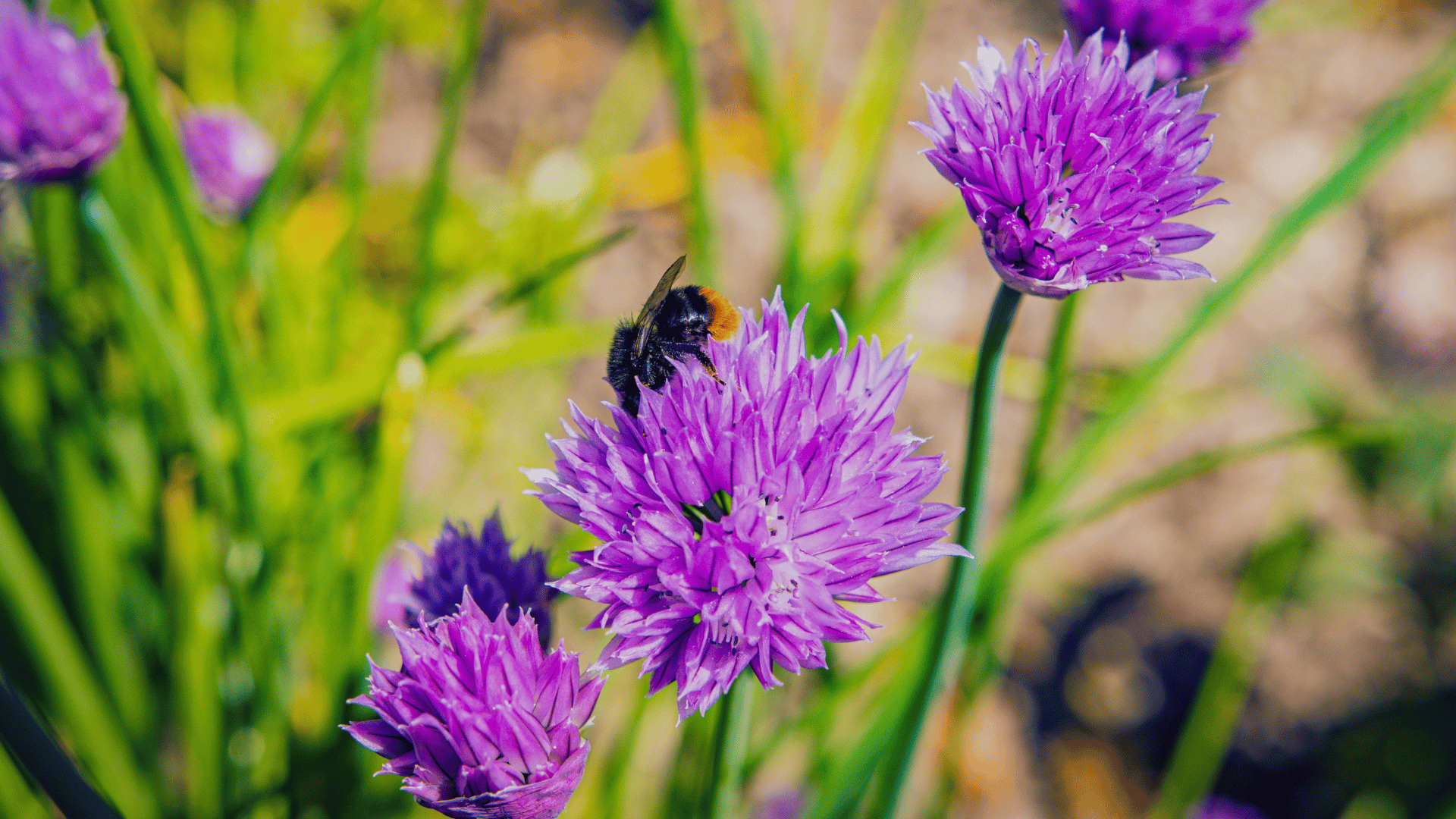 purple chive flowers with a bee collecting nectar among blossoms in garden with green stems and soft back