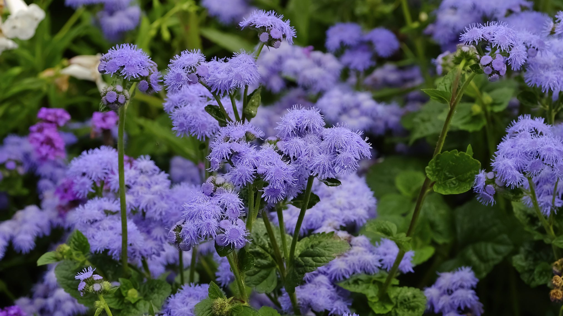 purple floss flower blooming in a garden bed a great example of what flowers attract butterflies naturally