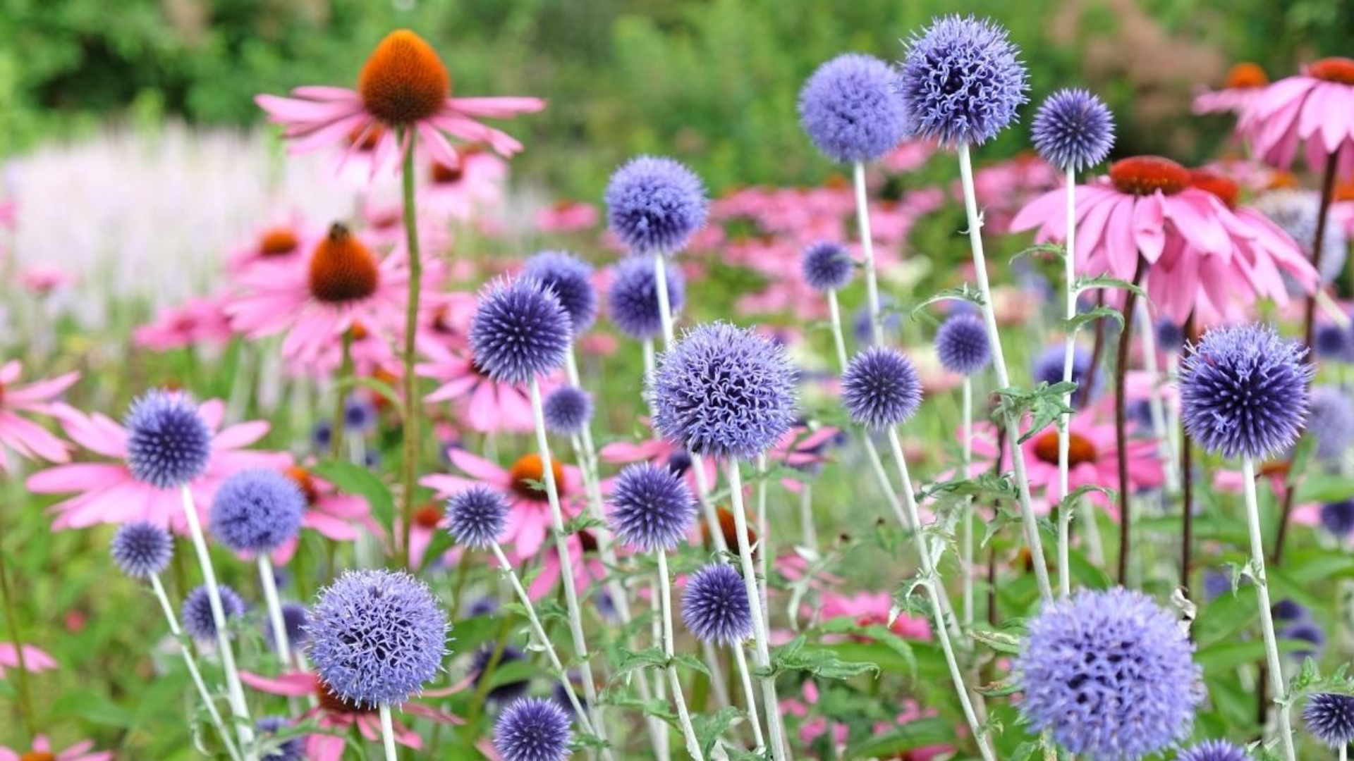 purple globe thistle and pink coneflowers blooming in a garden showing what flowers attract butterflies and pollinators