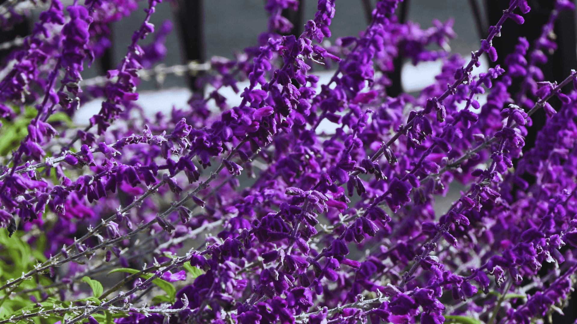 purple lavender flower spikes standing upright in sunlight with soft blurred field of similar blooms behi