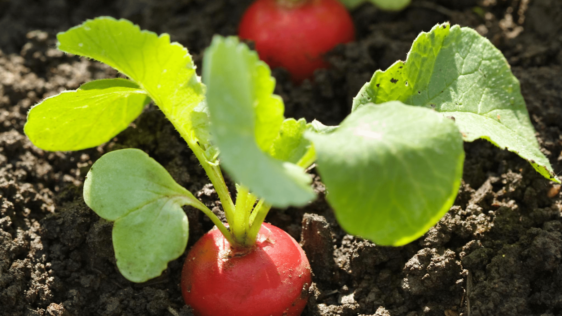 radishes are a good companion for cucumbers as they help break up the soil