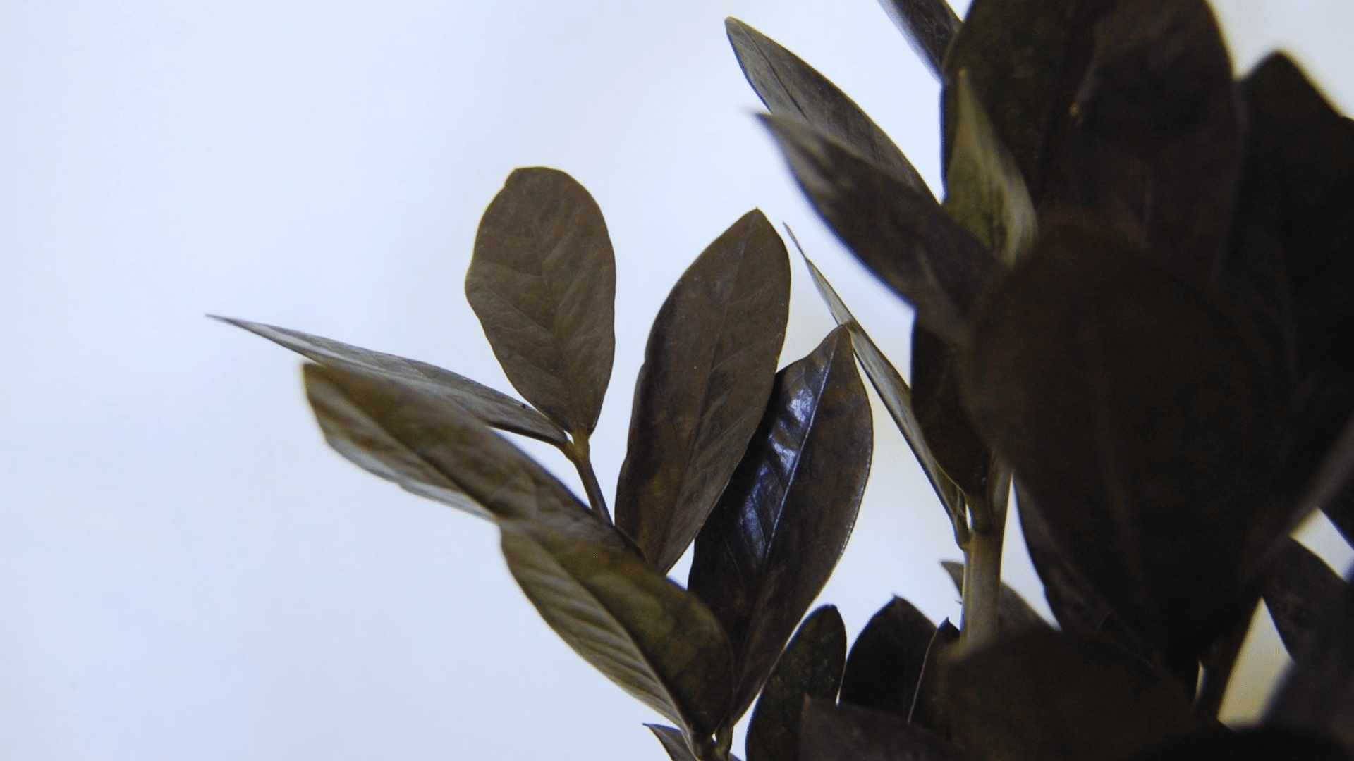 raven zizi plant with deep dark glossy leaves modern shower plants