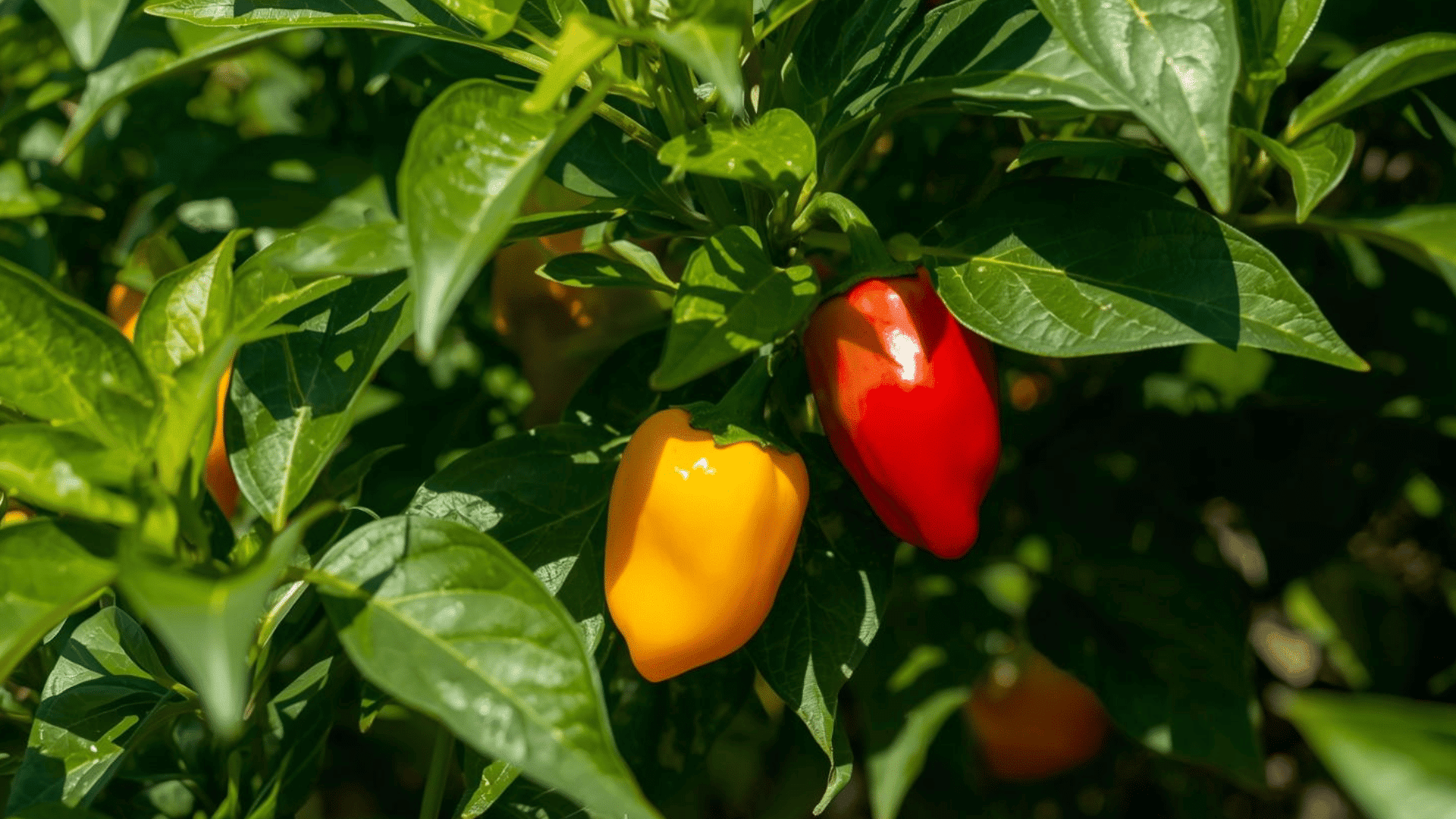 red and yellow peppers growing on plant surrounded by glossy green leaves in bright sunlight in garden se
