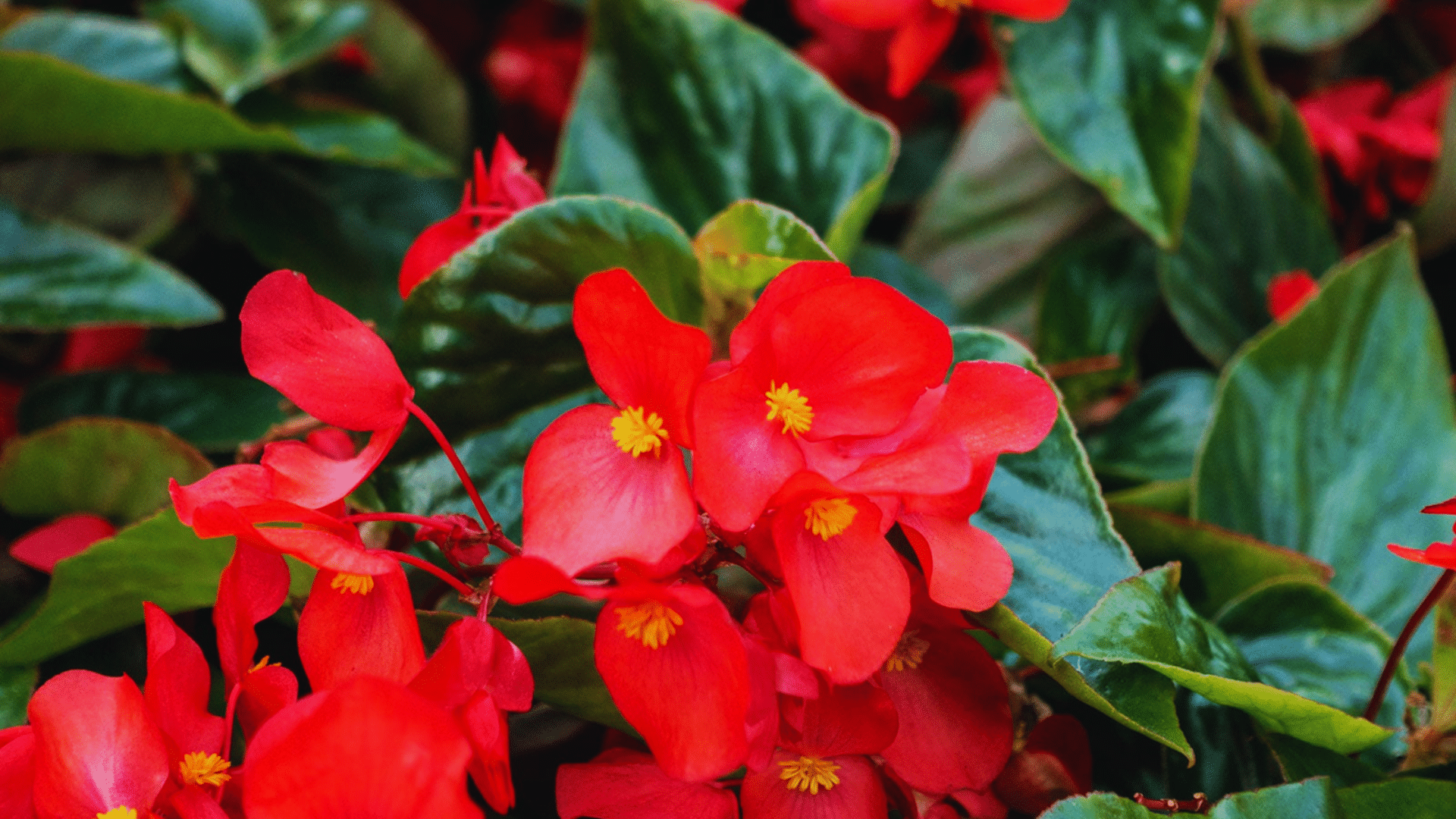 red begonia flowers with glossy leaves charming shower plants adding bright floral