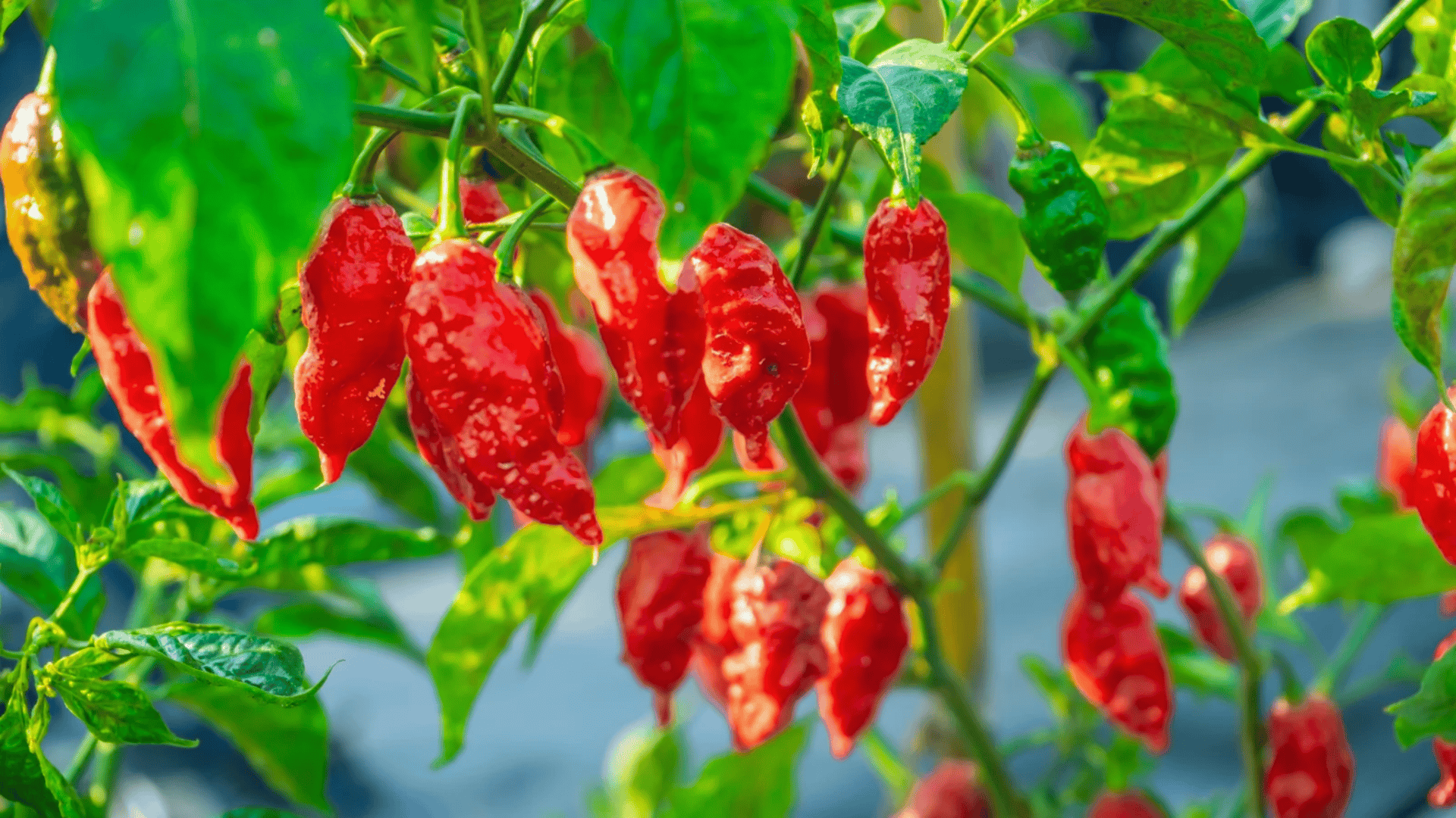 red hot chili peppers growing on plant branches in a sunny garden