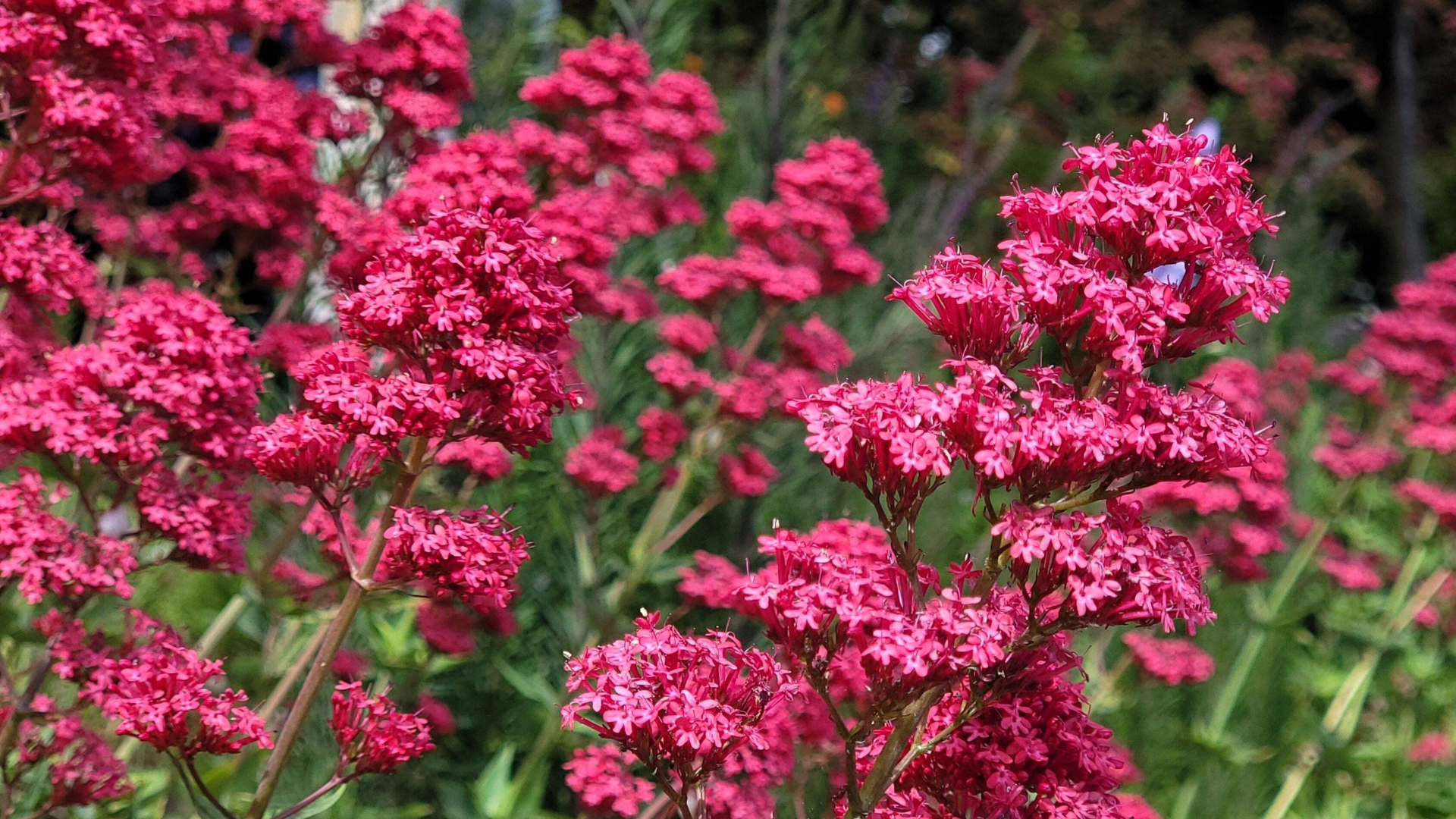red valerian flower clusters blooming in a garden another example of what flowers attract butterflies and pollinators