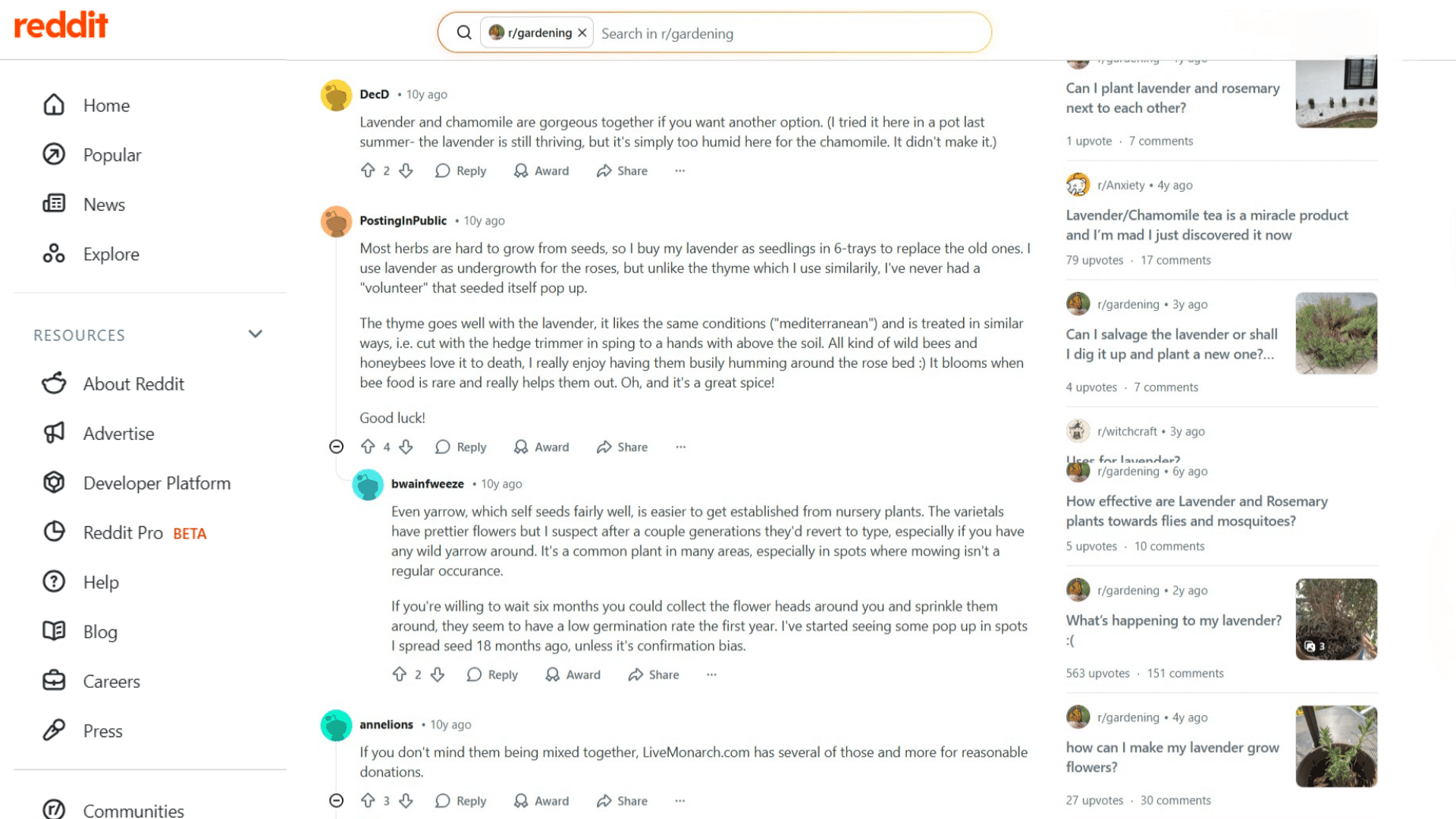 reddit page showing gardening discussion about lavender and companion plants (2)