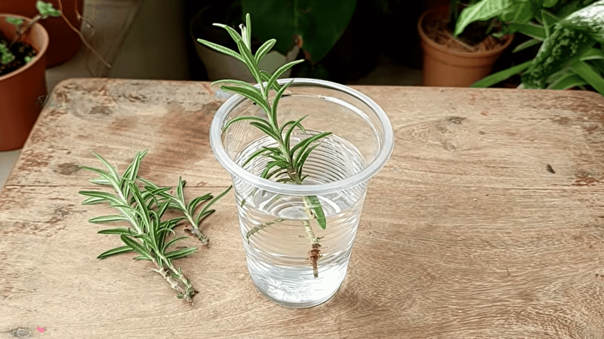 rosemary cutting placed in clear cup of water on wooden table with extra cuttings beside for plant propagation