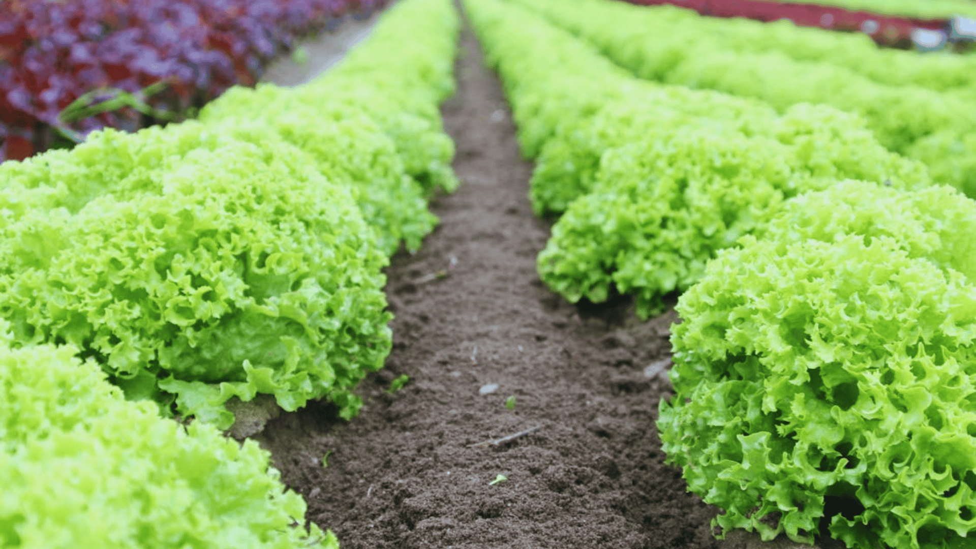 rows of fresh green lettuce growing in the soil on a farm field