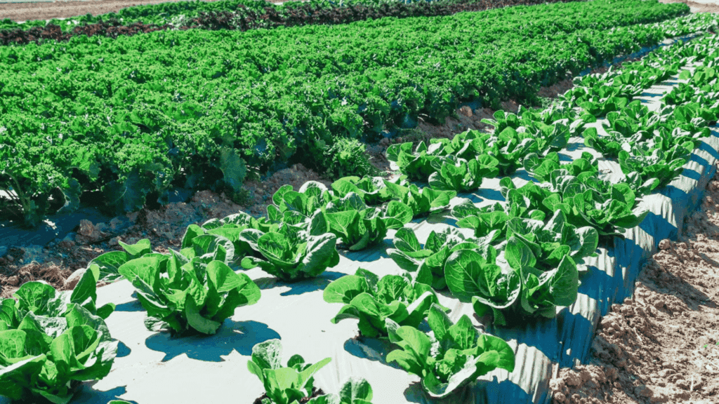 rows of spinach and companion plants growing on a farm field with green leafy vegetables